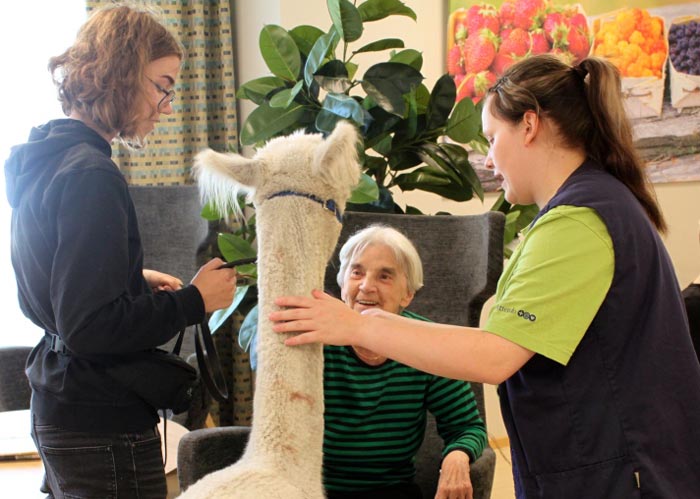 Alpakat hoivayksiköissä sekä tapahtumissa