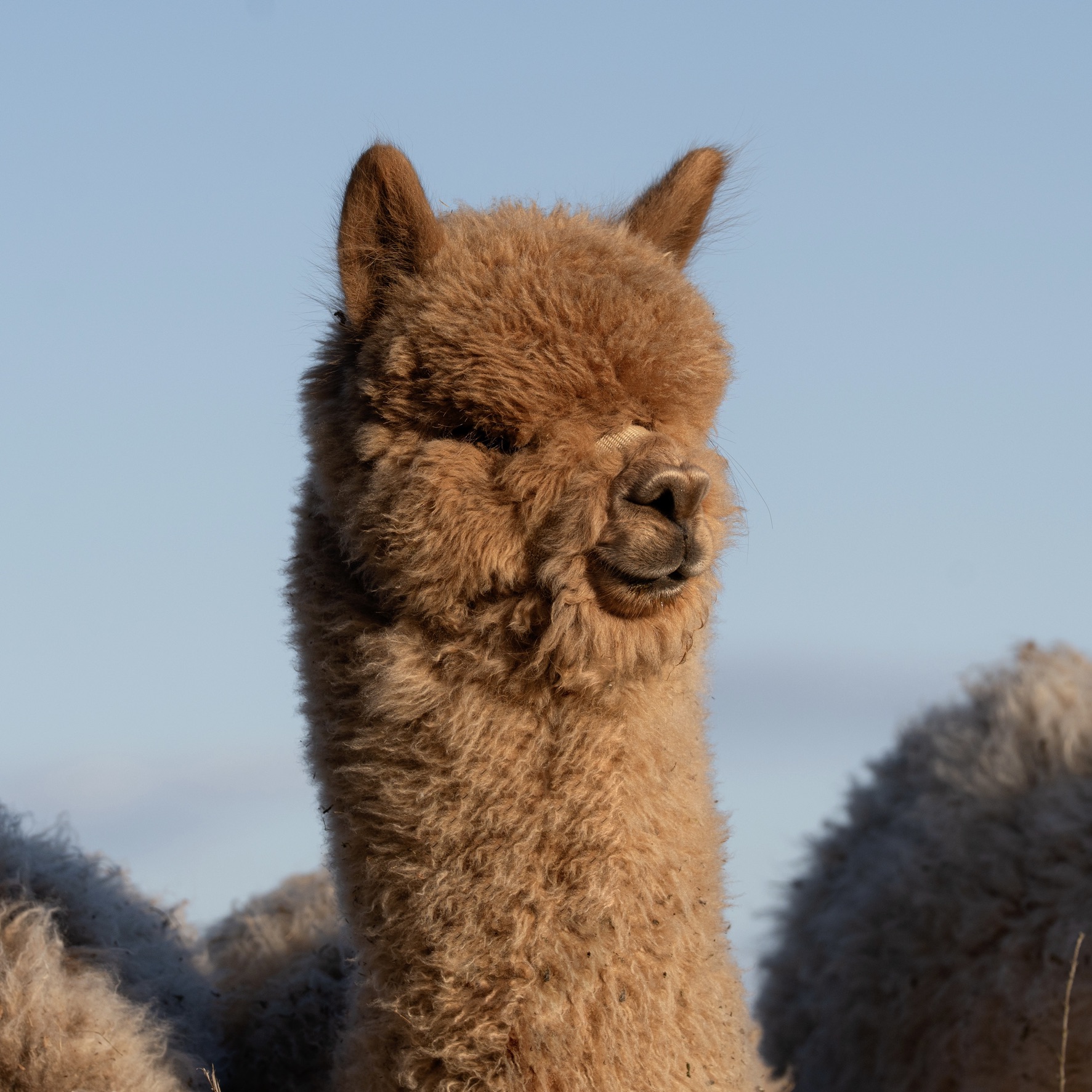 Icon on tilan tasokkaimpia kasvatteja. Kuva: Johanna Sjövall, Pori