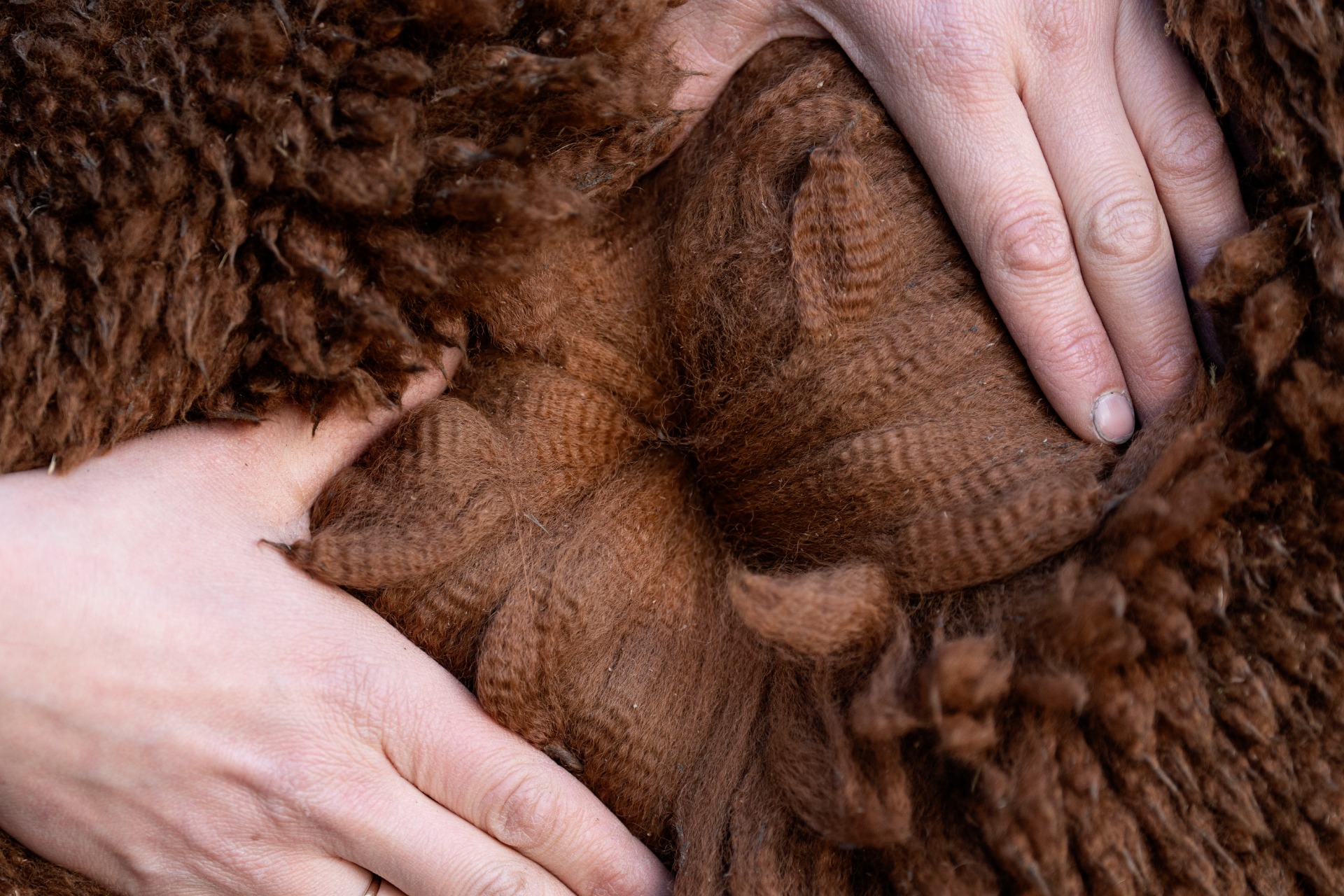 Tykhen kolmas villa 2.5.2024 / Tykhe's third fleece 2.5.2024. Photo: Johanna Sjövall, Pori