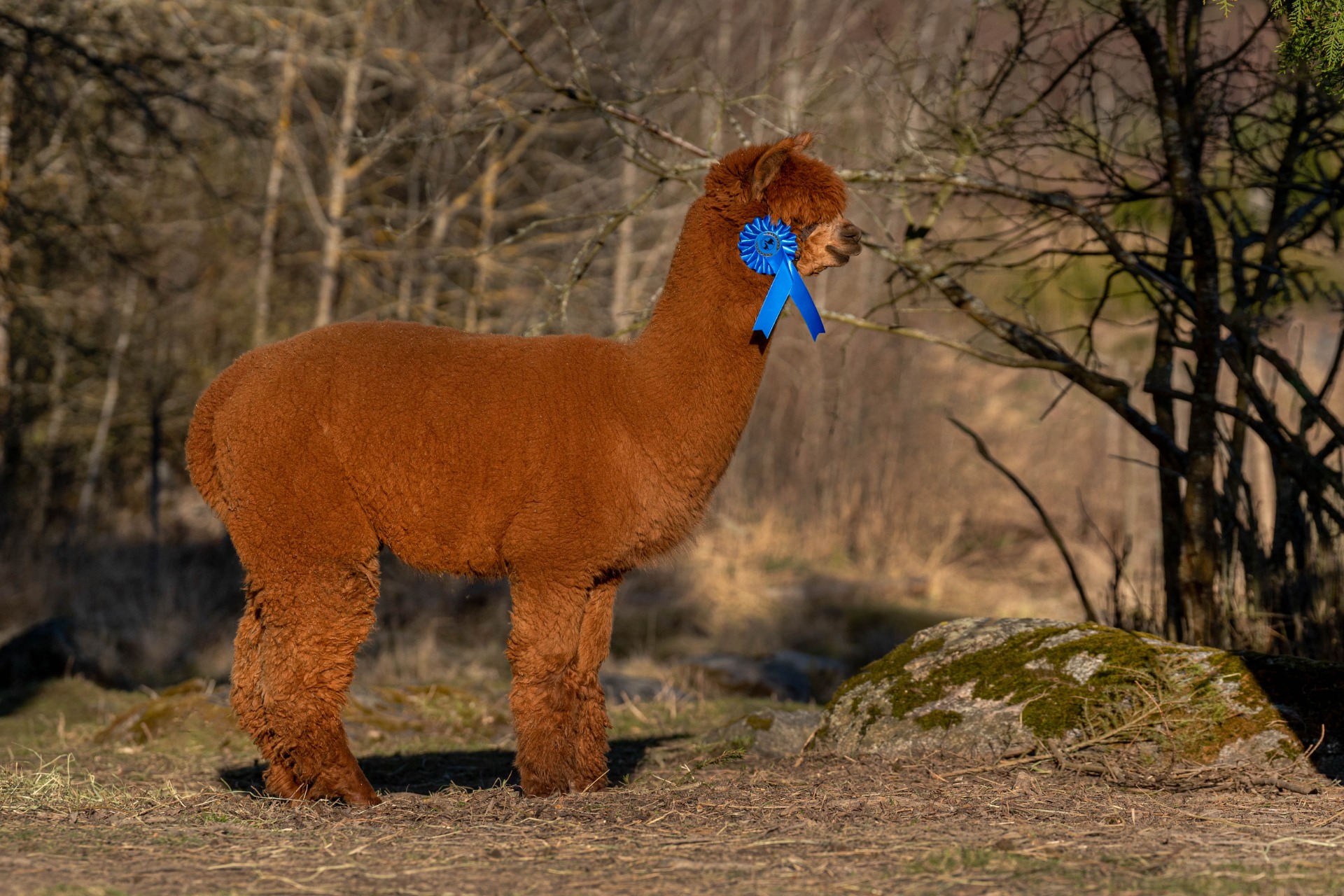 Tykhe 2-vuotiaana 3.5.2023 / Tykhe at two years of age on 3.5.2023. Photo: Carita Saarinen