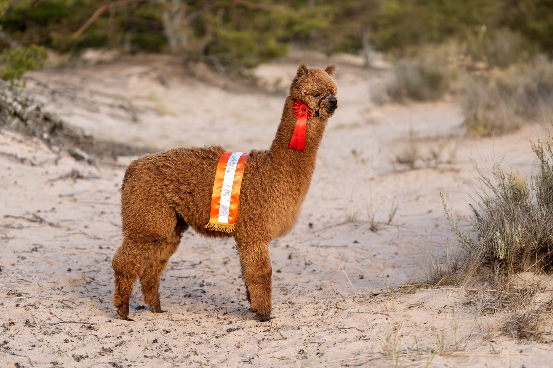 Tykhen 2024 kesällä syntynyt vasa / Tykhe´s cria of the season 2024 Photo: Johanna Sjövall