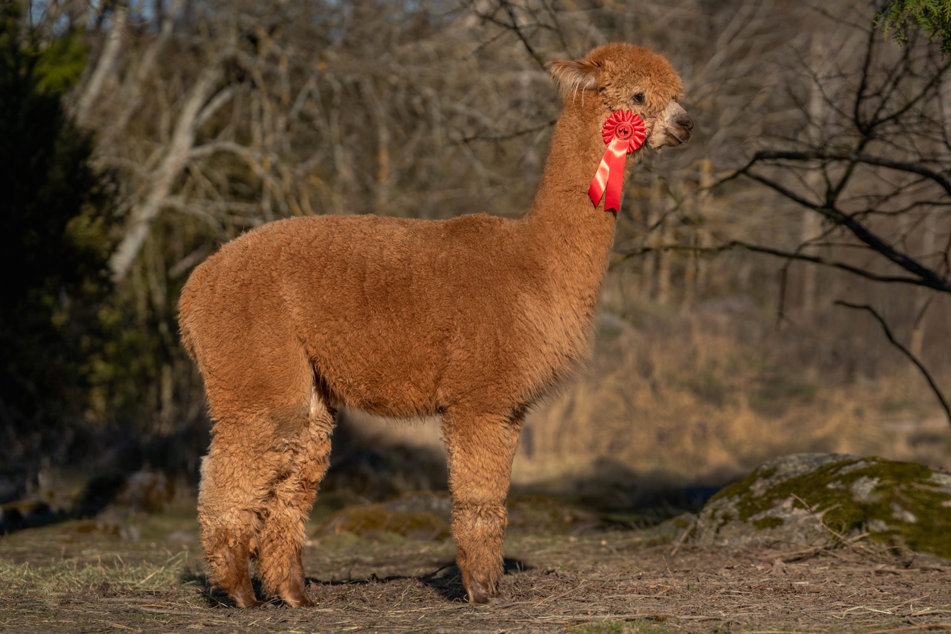 Wuthering Heights Sedna 2-vuotiaana 3.5.2023 / Wuthering Heights Sedna at the age of two on the 3.5.2023. Photo: Johanna Sjövall, Pori