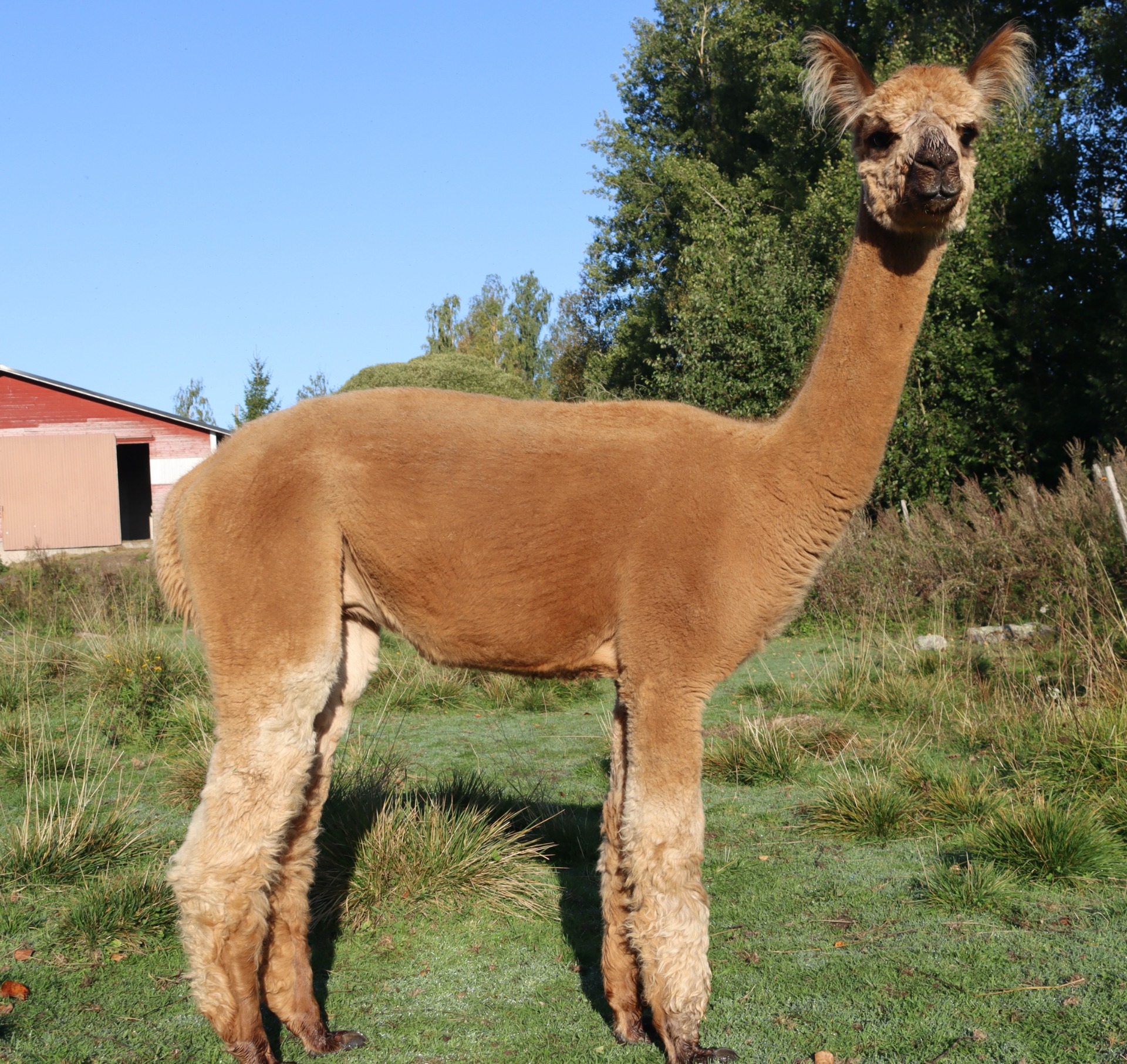 Sedna 23.9.2024. Photo: Carita Saarinen