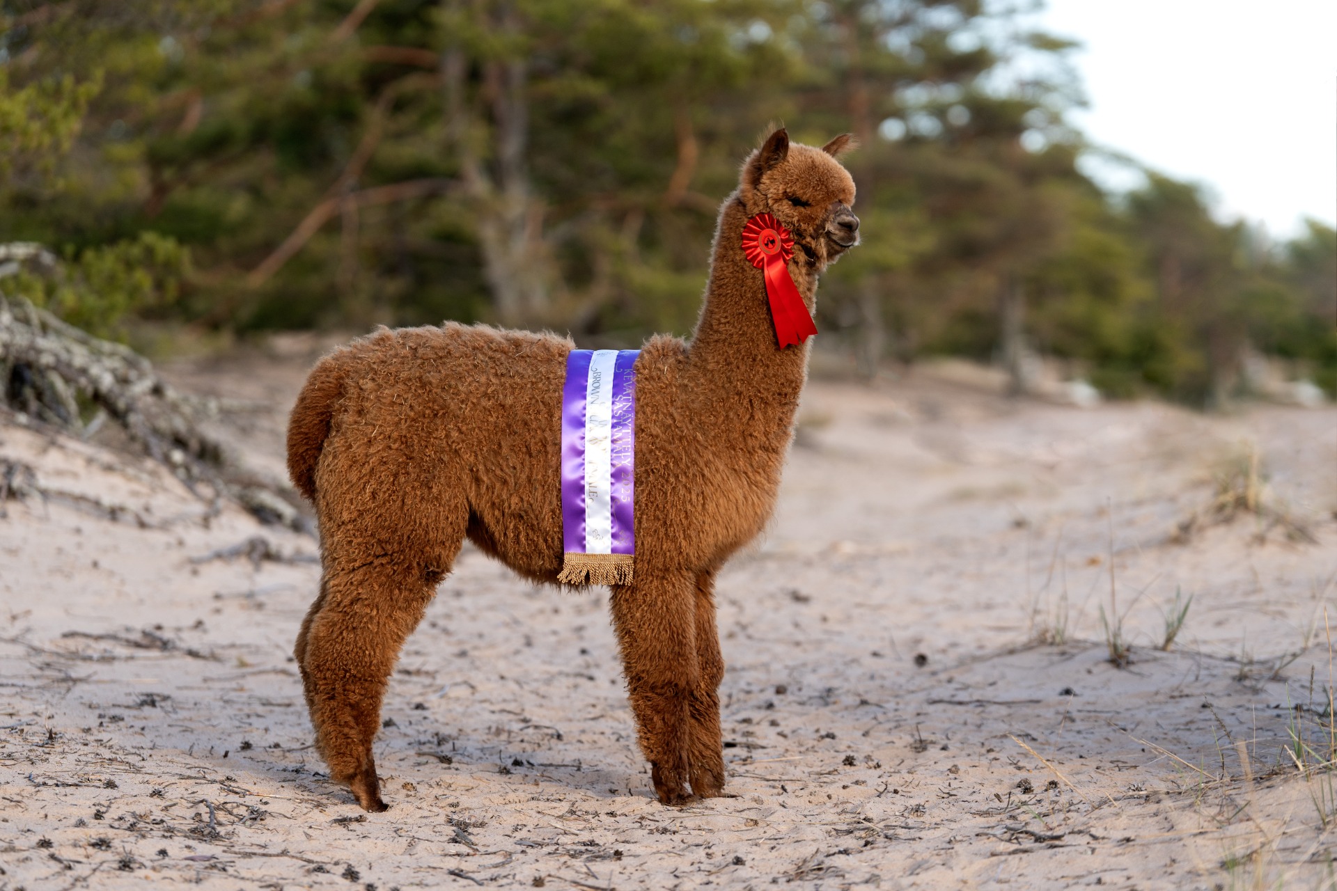 Sednan 2024 kesällä syntynyt vasa Wuthering Heights Bermuda, Champion brown female 2025 (ei myytävänä) / Sedna´s cria of the season 2024, Champion brown female 2025 (not for sale) Photo: Johanna Sjövall