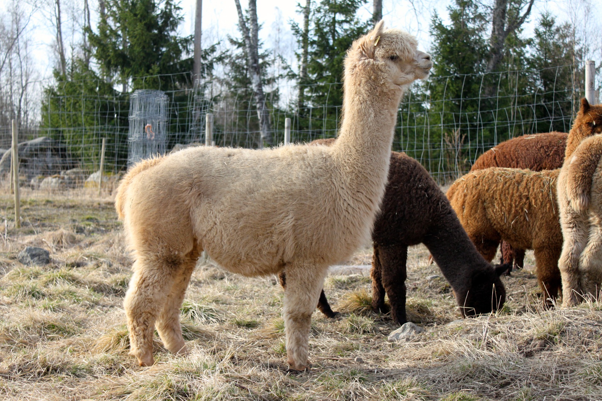 Juanita täydessä villassaan 2021, masussa kasvaa tilamme tuleva kingi, Cosmos. Kuva: Carita Saarinen.