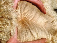 Juanitan villa nuorena tyttönä. Kuva: Nybo Alpackor, Ruotsi