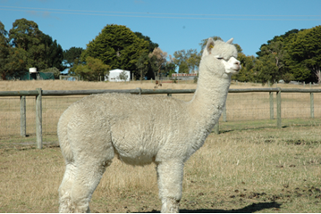 Nullarborin isä Ambersun Peruvian Lago. Kuva: Ambersun Alpacas, Australia