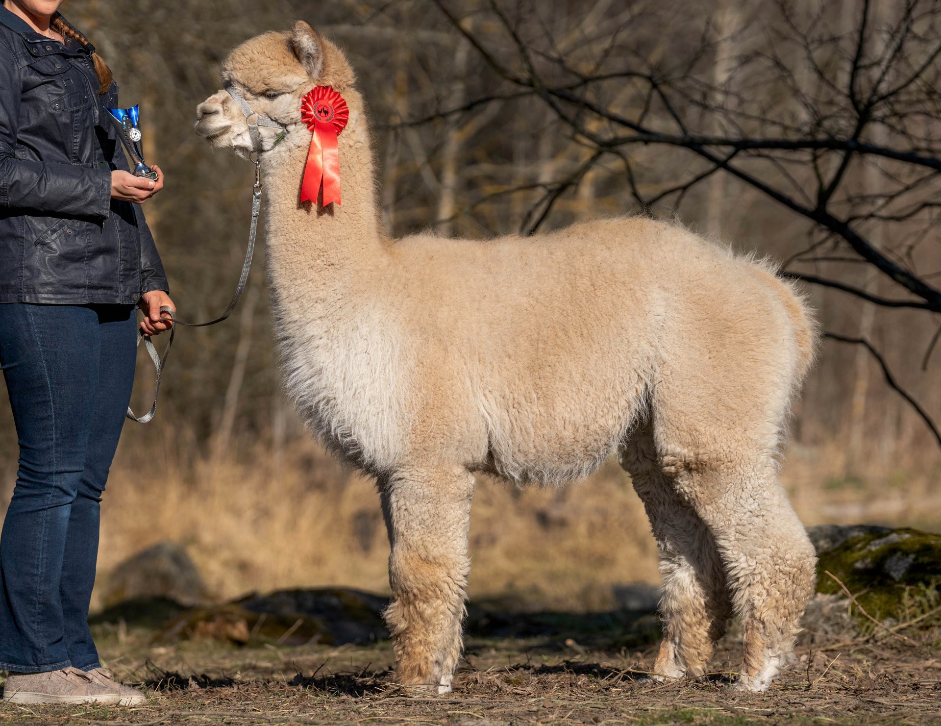 Juanitan ensimmäinen jälkeläinen Nybo Njord vuonna 2023. Njord on saanut kaksi luokkavoittoa ja yhden 2. sijoituksen orien jälkeläisluokassa. Kuva: Johanna Sjövall, Pori