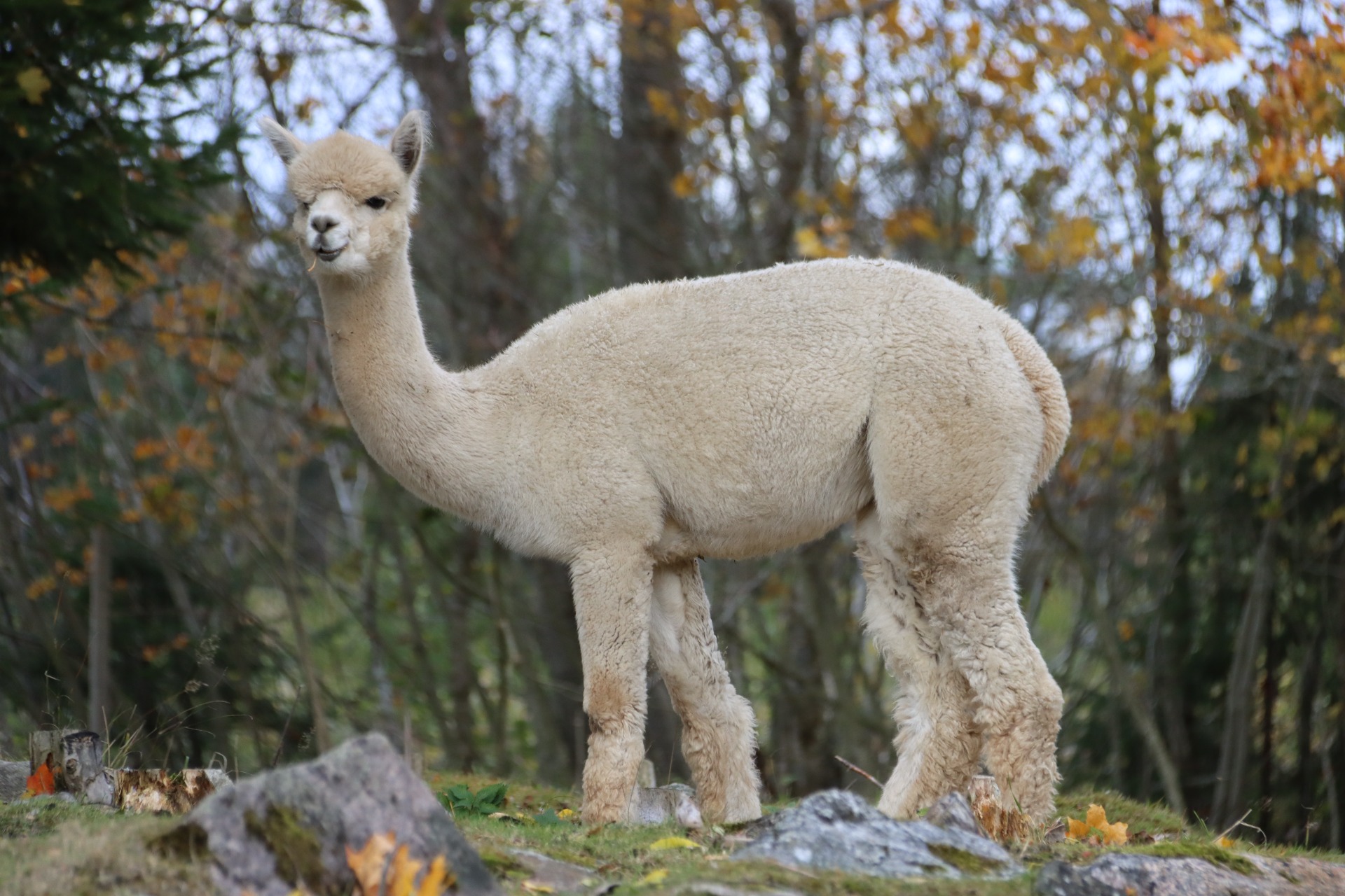 Juanitan kuudes jälkeläinen Wuthering Heights Ceres syksyllä 2025. Cereksellä on sydämessä epänormaali rytmi, eikä sitä tulla käyttämään jalostuksessa. Cerestä ei tästä syystä viedä näyttelyihin. (Katso Cereksestä oma kuvaus.) Kuva: Carita Saarinen