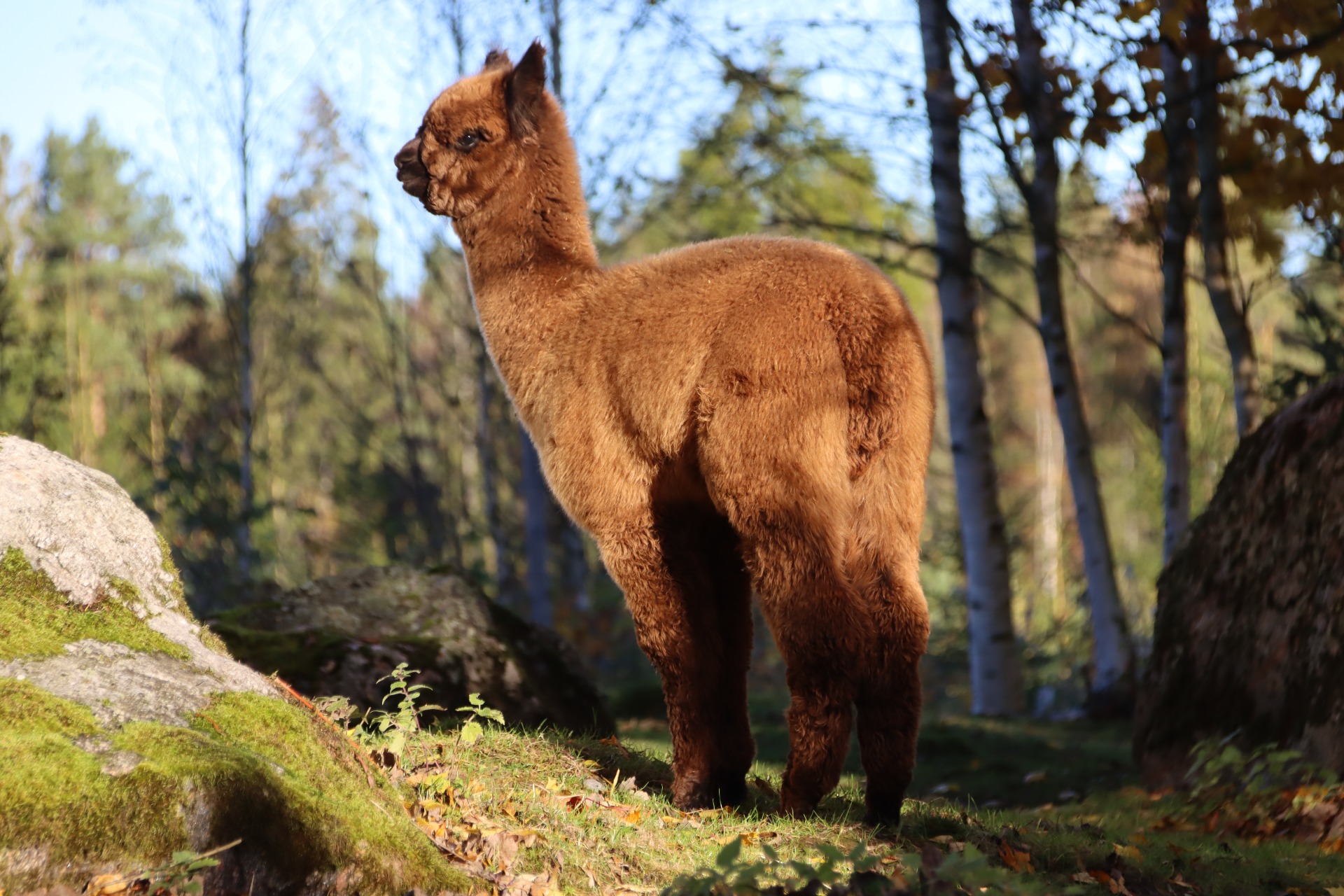 Juanitan seitsemäs jälkeläinen Wuthering Heights Sleipnir syksyllä 2025. Sleipnir osallistuu ensimmäistä kertaa näyttelyyn keväällä 2026. Sopivan luokan löytäminen Sleipnirille on hankalaa, sillä se kuuluisi modern grey luokkaan, jollaista meillä ei Suomessa ole. Sleipnirin villa näyttää ruskealta ulkopäin, mutta sisältä se on tummaa, jossa on harmaita karvova. Kuva: Carita Saarinen