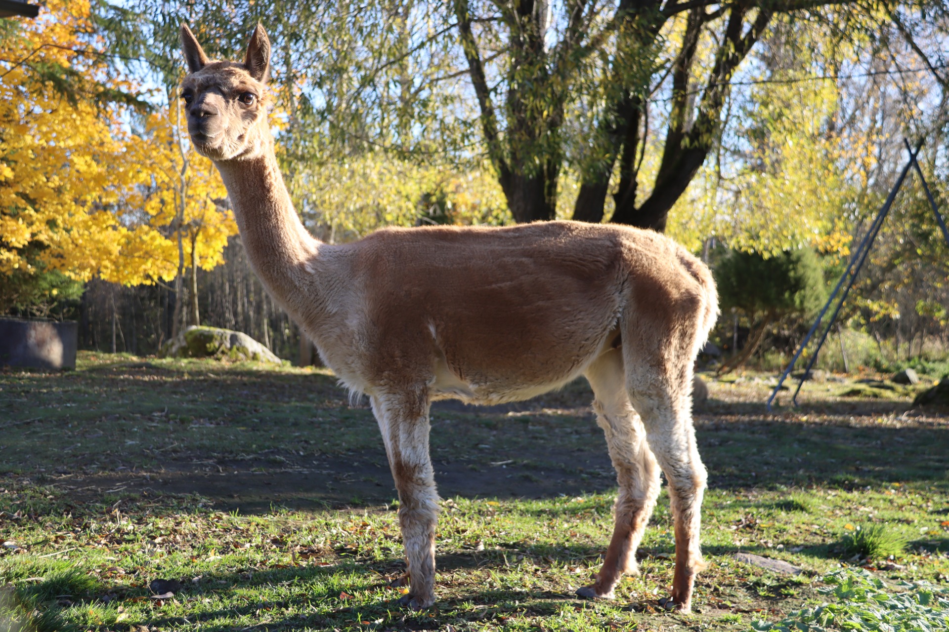 Venga 12.10.2025, kotiuduttuaan Humisevaan Harjuun. Kuva: Carita Saarinen.
