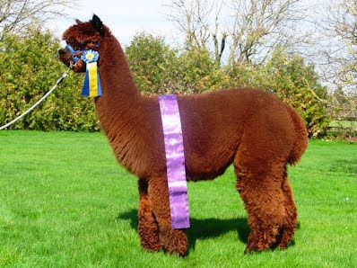 Vengan isä Shear Fortitude voitettuaan Champion brown male- tittelin vuonna 2012, Ruotsissa. Kuva: Nybo Alpackor, Ruotsi