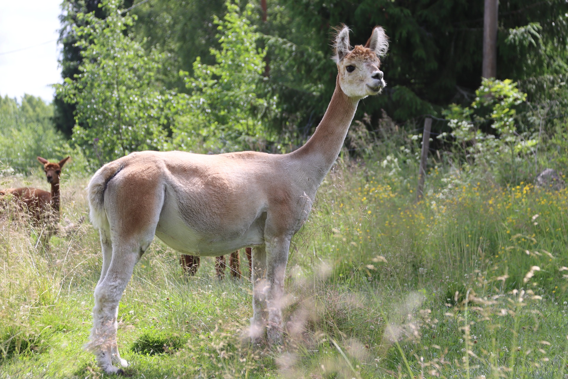 Larissa Humisevassa Harjussa 29.6.2024. Kuva: Carita Saarinen.