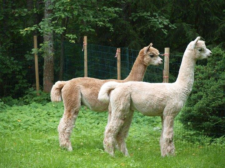 Larissan isä, Fowberry Nero (taempi, medium fawn) ja Fowberry Merlin (edessä, valkoinen) juuri saapuneena Suomeen - Valmiina jättämään tassunjälkensä Suomen alpakkapopulaatioon. Nerolla on Suomen rekisterissä vain kolme jälkeläistä, Larissa on yksi näistä. Kuva: Alpacas Incredible, Sini Honkala, Mathildedal.