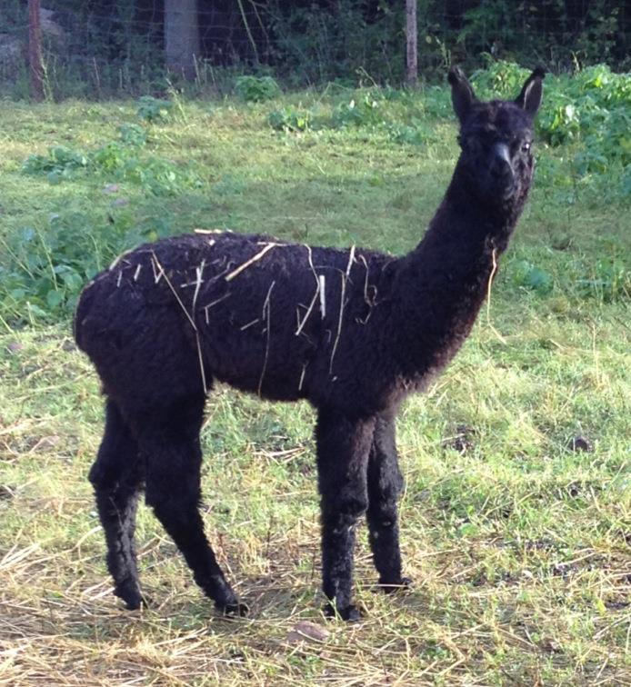 Larissan emä Unique Hermosa vasana. Kuva: Unique Alpacas, Anne Backman, Otalampi, Vihti