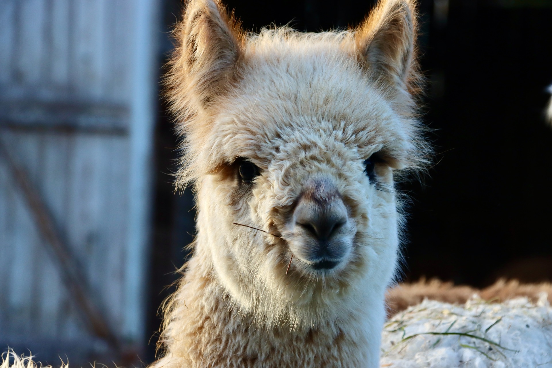 Larissan ensimmäinen jälkeläinen, Wuthering Heights Fauna. Fauna asuu nykyisin Tinkan Alpakoilla, Noormarkussa. Kuva: Carita Saarinen