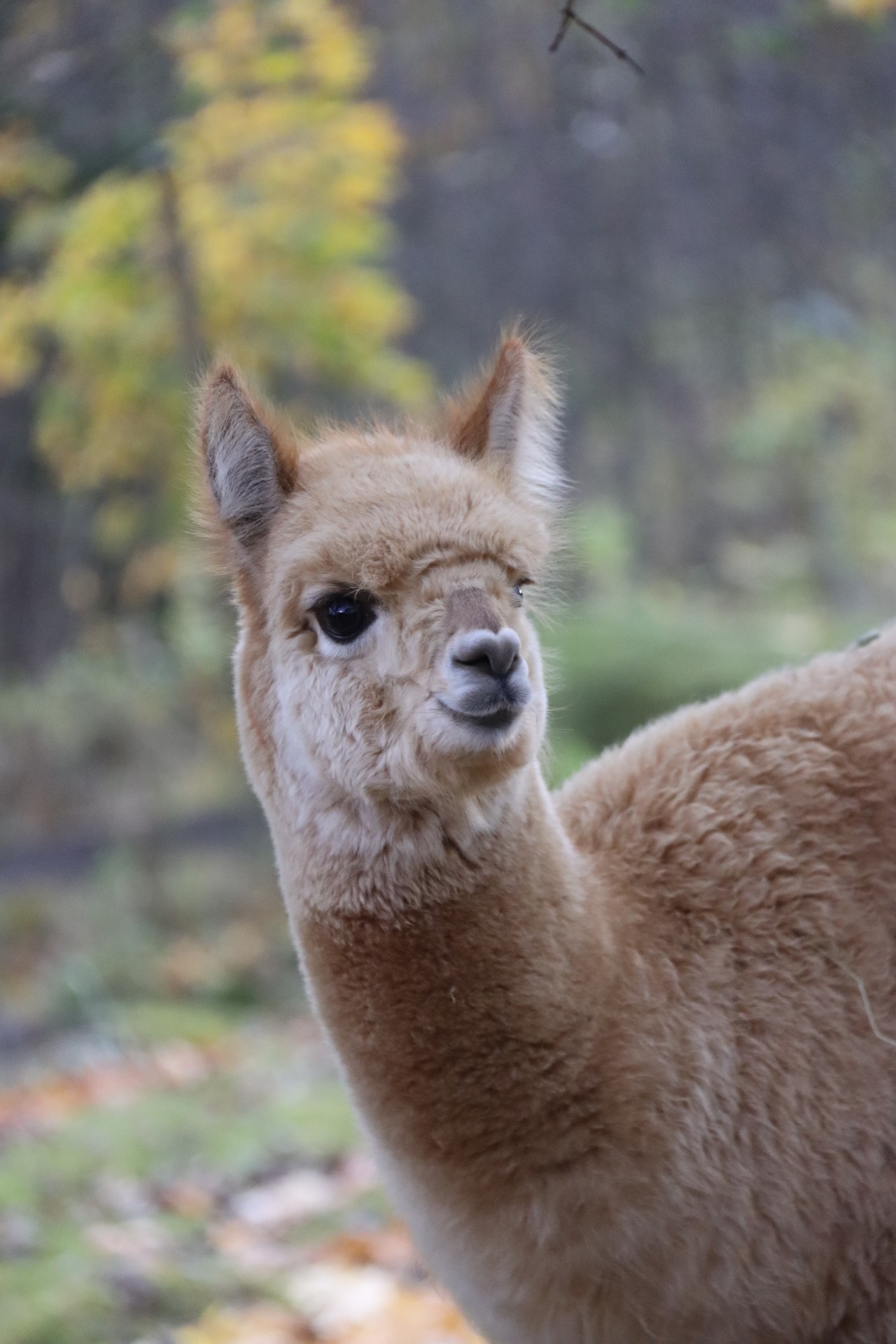 Larissan toinen jälkeläinen, Wuthering Heights Satyr. Satyr jouduttiin lopettamaan vain kolmen kuukauden ikäisenä tapaturmaisesti murtuneen jalan vuoksi. Jäimme kaikki kaipaamaan Satyria 