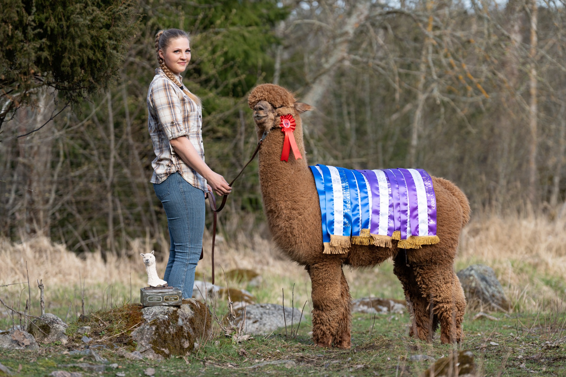 Venga on astutettu kesällä 2025 kaksinkertaisella tupla Supreme Champilla (fleece & halter x 2), Wuthering Heights Cosmoksella. Jännityksellä odotamme tätä erityistä vasaa kesällä 2026! Kuva: Johanna Sjövall, Pori.