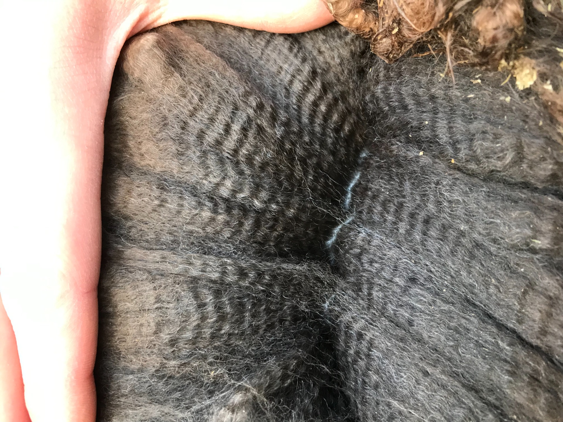 Gaian villa 1-vuotiaana. Kuva: Carita Saarinen