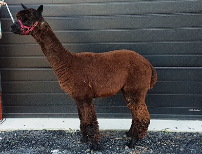 Gaian isä Softfoot Mungo. Kuva: Nybo Alpackor, Ruotsi