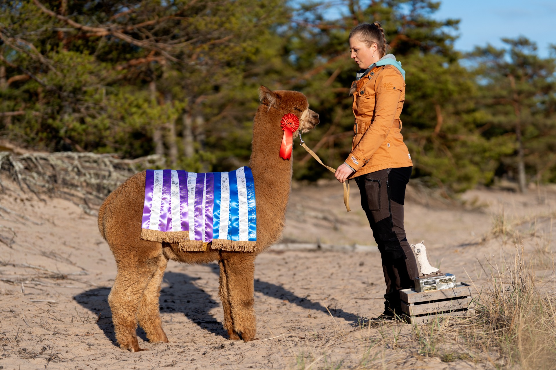 Gaian ensimmäinen jälkeläinen Wuthering Heights Nymph Yyterissä 24.4.2025. Nymphillä on neljä luokkavoittoa, yksi 3. sijoitus villanäyttelyistä, neljä Championia ja kaksi Supreme Championia. (Katso Nymphistä oma kuvaus.) Kuva: Johanna Sjövall, Pori