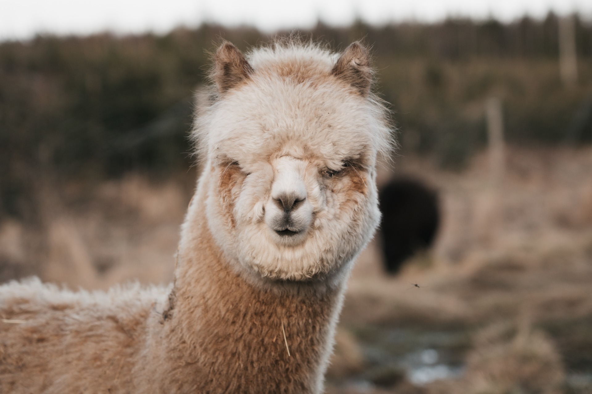 Gaian toinen jälkeläinen Wuthering Heights Atlas 2.5.2024. Atlas ruunattiin surkastuneen kiveksen vuoksi. Tästä syystä sillä ei myöskään ole näyttelysijoituksia. (Katso Atlaksesta oma kuvaus.) Kuva: Johanna Sjövall, Pori