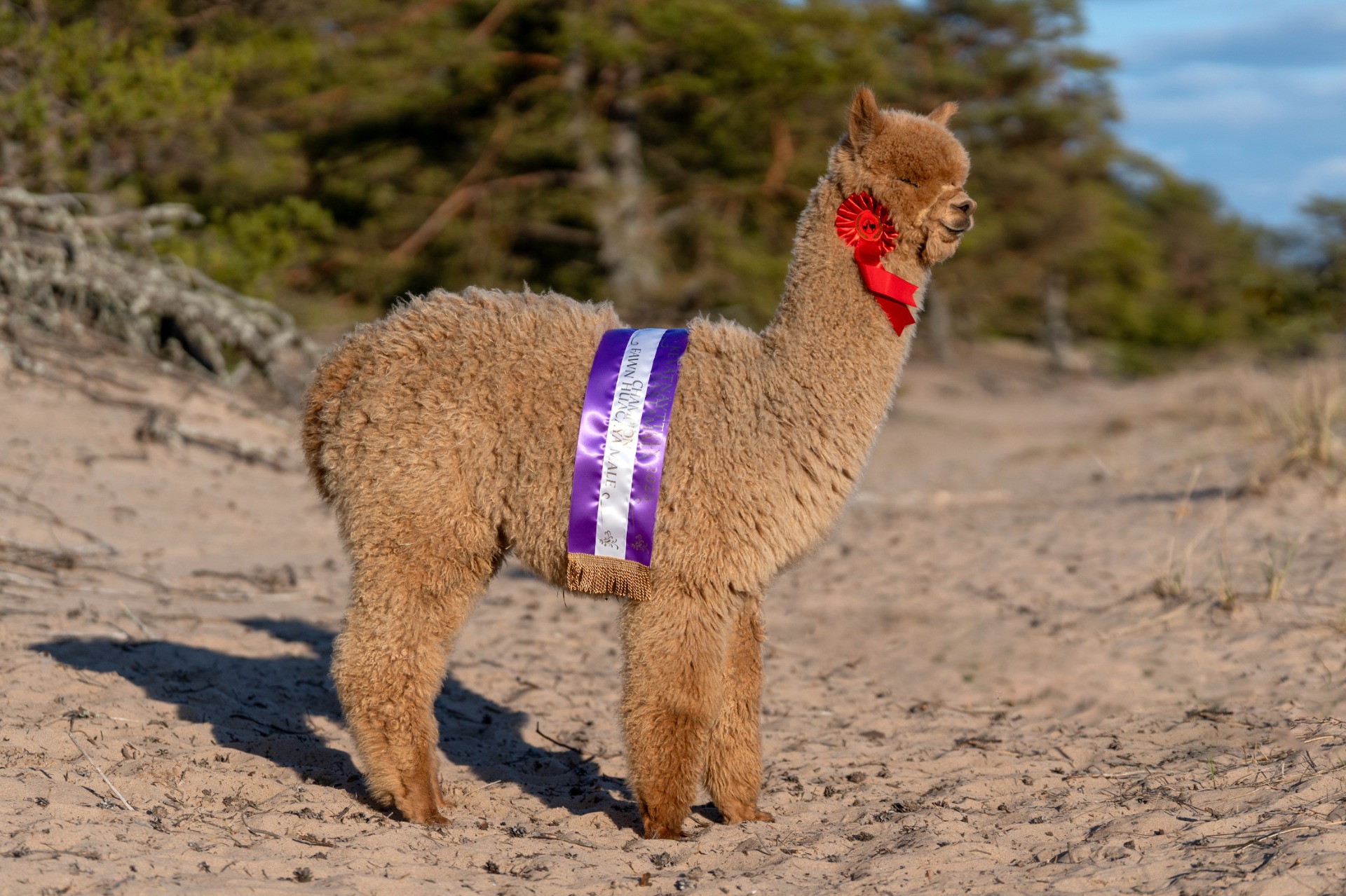 Gaian kolmas jälkeläinen Wuthering Heights Icon 25.4.2025 Yyterissä. Icon on saanut yhden luokkavoiton ja yhden Championin. (Katso Iconista oma kuvaus.) Kuva: Johanna Sjövall, Pori