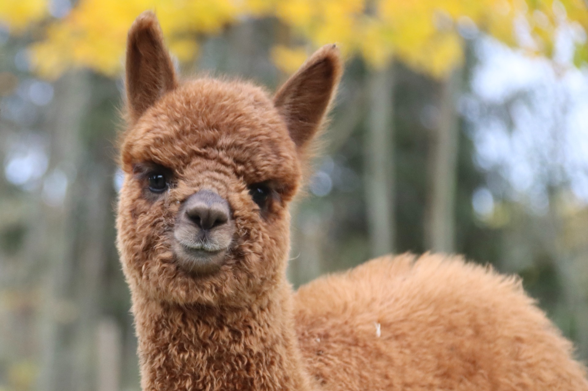 Gaian neljäs jälkeläinen Wuthering Heights Cupido 11.10.2025. Cupidolla todettiin varhain synnynnäinen kaihi, mutta onneksemme selvisi, että sen kehityssuunta on positiivinen ja Cupido pärjää ilman leikkausoperaatiota. Cupido on erityislapsi, joka on tuonut valtavasti iloa ja rakkautta maailmaan suloisen huolettomalla olemuksellaan! Kuva: Carita Saarinen