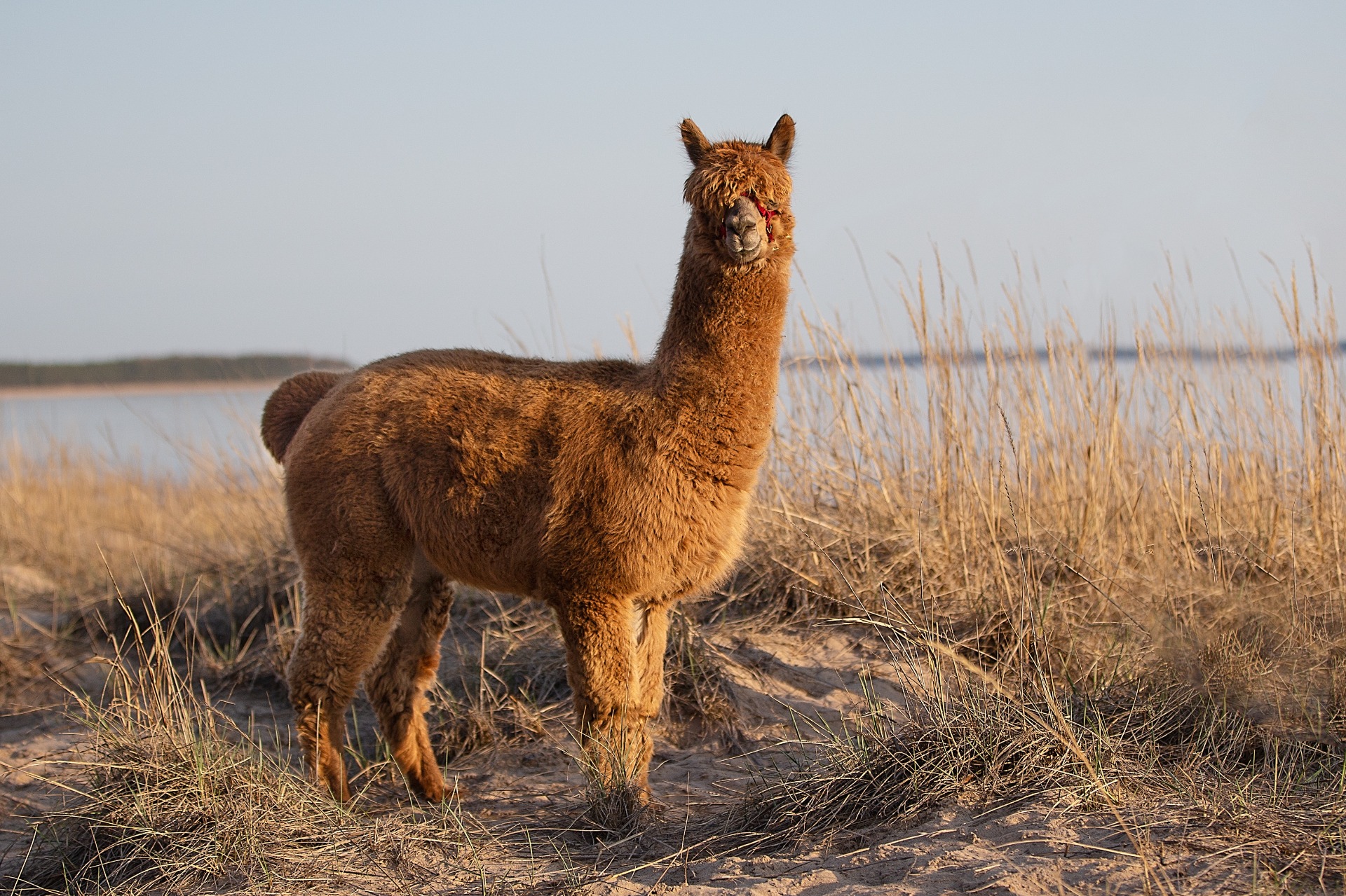 Fortunan isä Incredible Don Diego Yyterissä. Diegolla on näyttelyistä yksi 2. sijoitus. Kuva: Johanna Sjövall, Pori