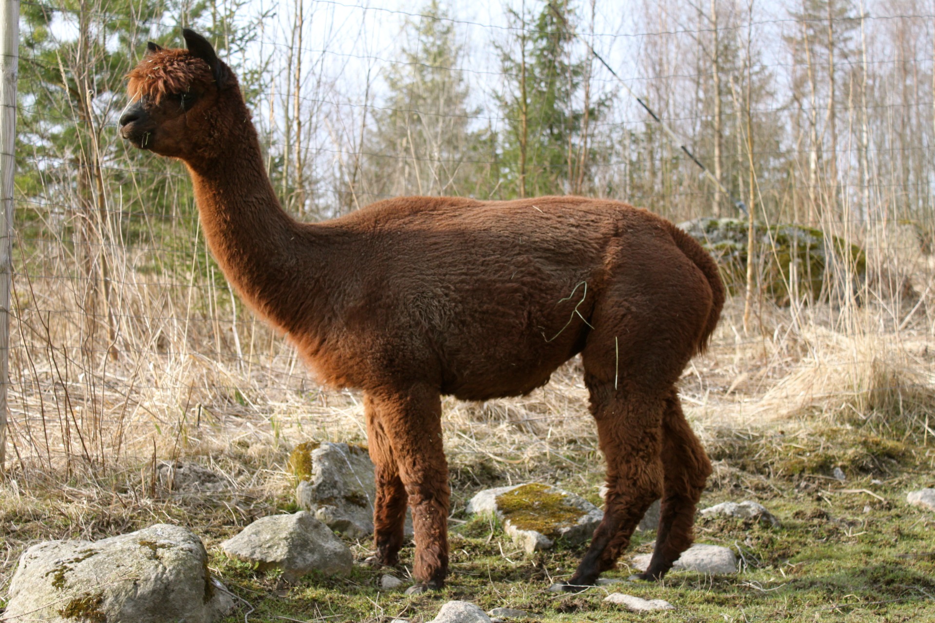 Fortunan äiti 177 Nybo Lucana. Lucanalla on Ruotsista yksi 2. sijoitus.Kuva: Carita Saarinen 