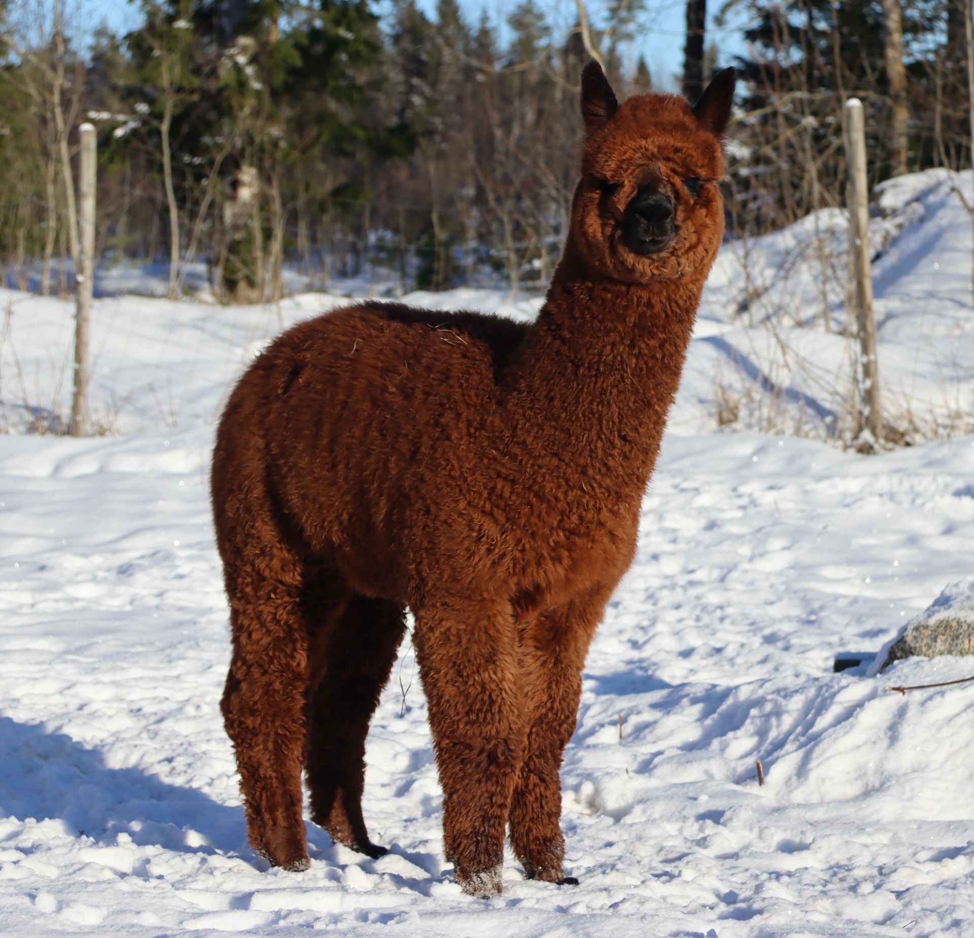 Fortunan ensimmäinen jälkeläinen Wuthering Heights Kháos 18.2.2024. Kháos asuu nykyisin Sodankylässä, Betula Nanas Alpacas- tilalla. Kháos ei ole koskaan osallistunut näyttelyyn. Kuva: Carita Saarinen 
