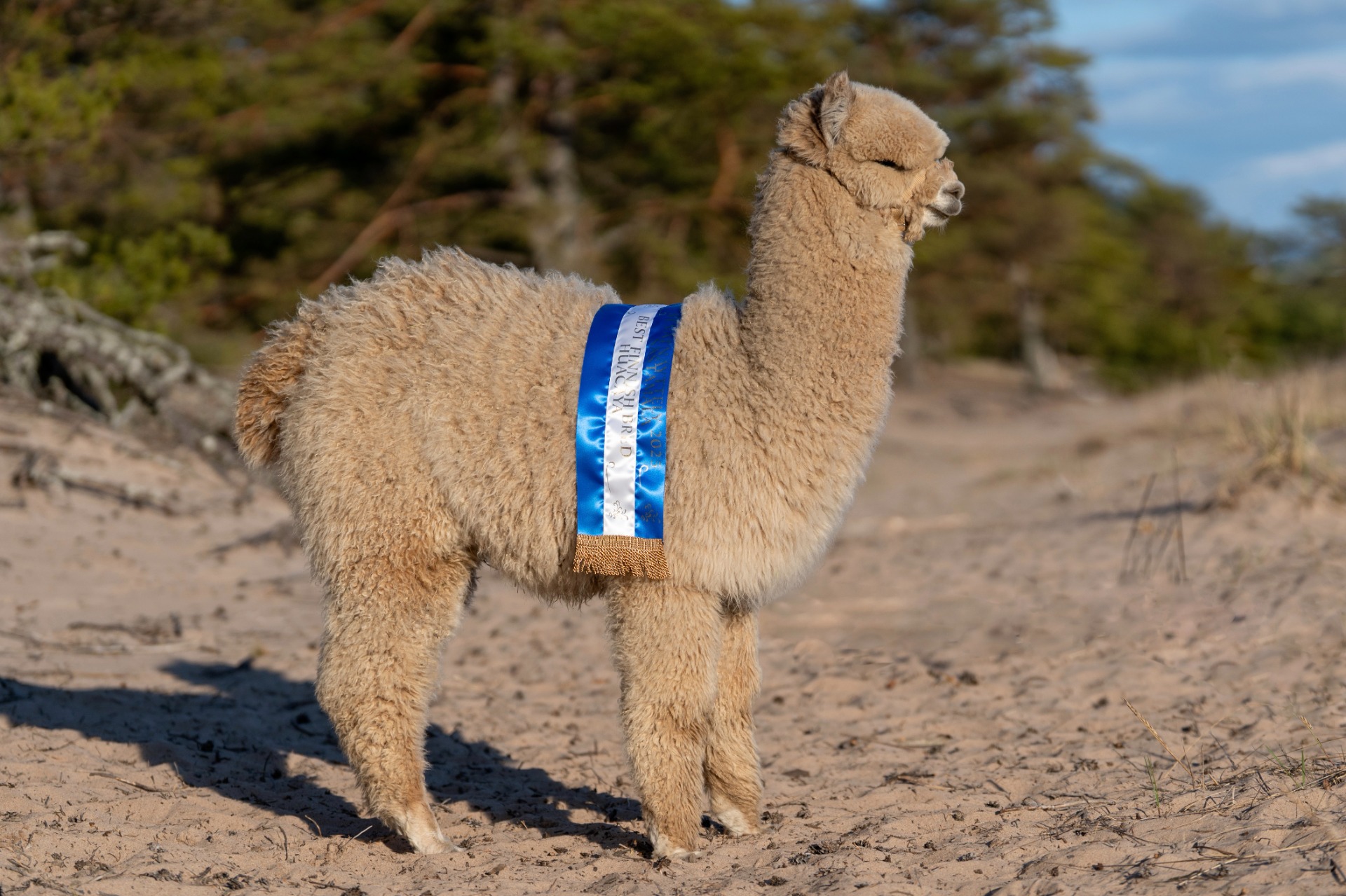 Fortunan toinen jälkeläinen Wuthering Heights Sol Invictus 25.4.2025 Yyterissä. Sol on Best Finnish bred huacaya 2025, sekä fawnien junior- orien 2. 2025. Sol asuu nykyisin Eurajoella, Pappilan Alpakat- tilalla. Kuva: Johanna Sjövall, Pori 