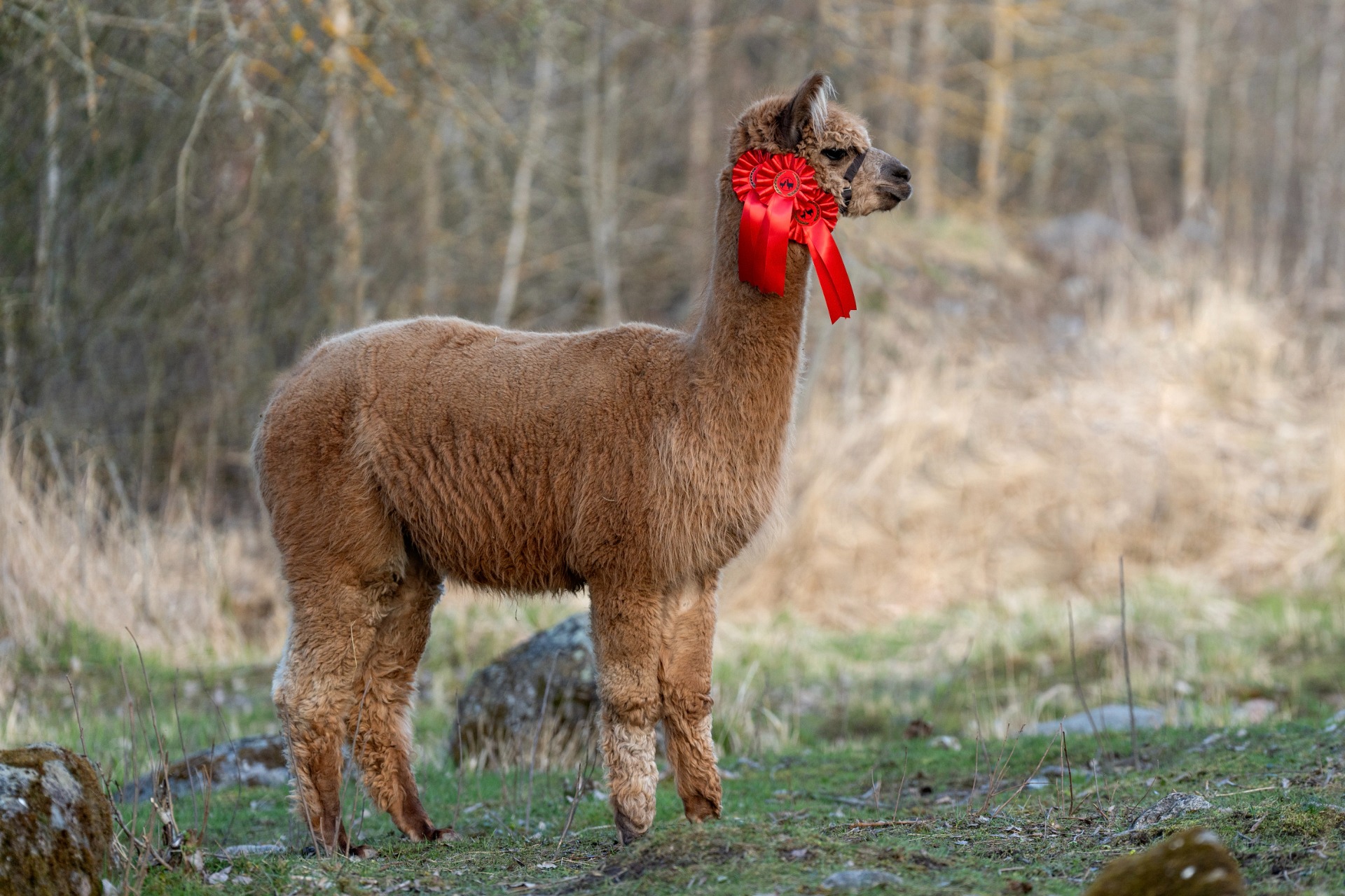 Wuthering Heights Sedna 2.5.2024. Sednalla on takanaan kolme luokkavoittoa, yksi 2. sija ja yksi 3. sija. Kuva: Johanna Sjövall, Pori