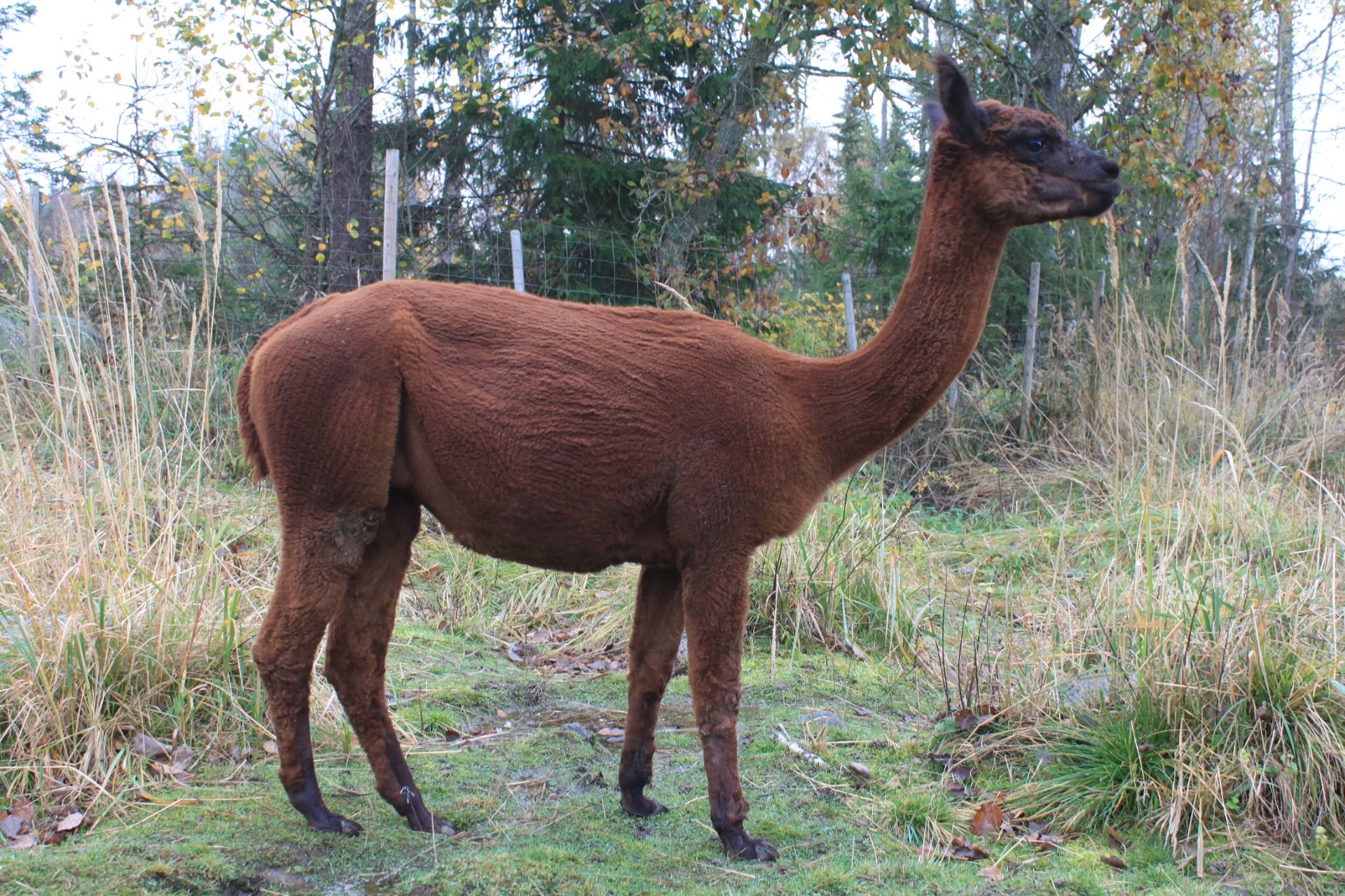 Sednan äiti Koiramäen Fanni. Fanni asuu nykyisin Sodankylässä Betula Nanas Alpacas- tilalla. Kuva: Carita Saarinen 
