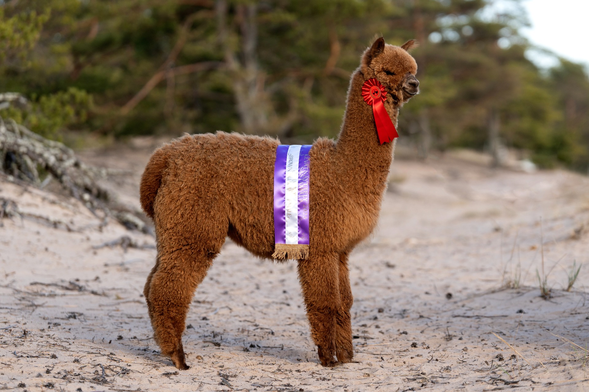 Sednan toinen jälkeläinen Wuthering Heights Bermuda. Bermudalla on yksi luokkavoitto ja yksi Champion. (Katso Bermudasta oma kuvaus.) Kuva: Johanna Sjövall, Pori
