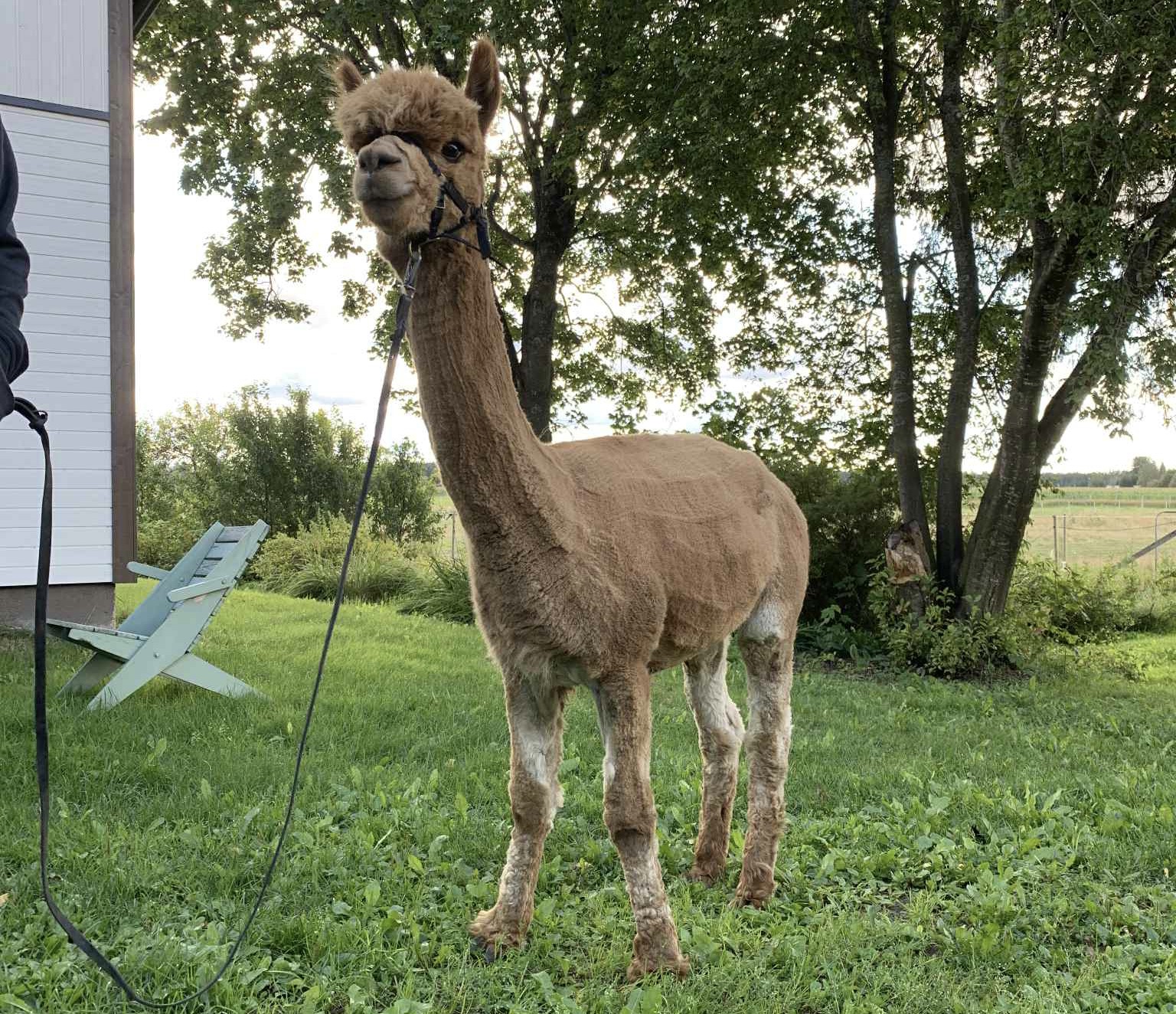 Sedna on astutettu jälleen kesällä 2025 Bermudan isällä, Englannin tuonti Limestone Ionianilla, joka on monin tavoin ihanteellinen orivalinta Sednalle. Kuva: Carita Saarinen, Voitoisissa JS' Alpacas- tilalla astutusreissulla.