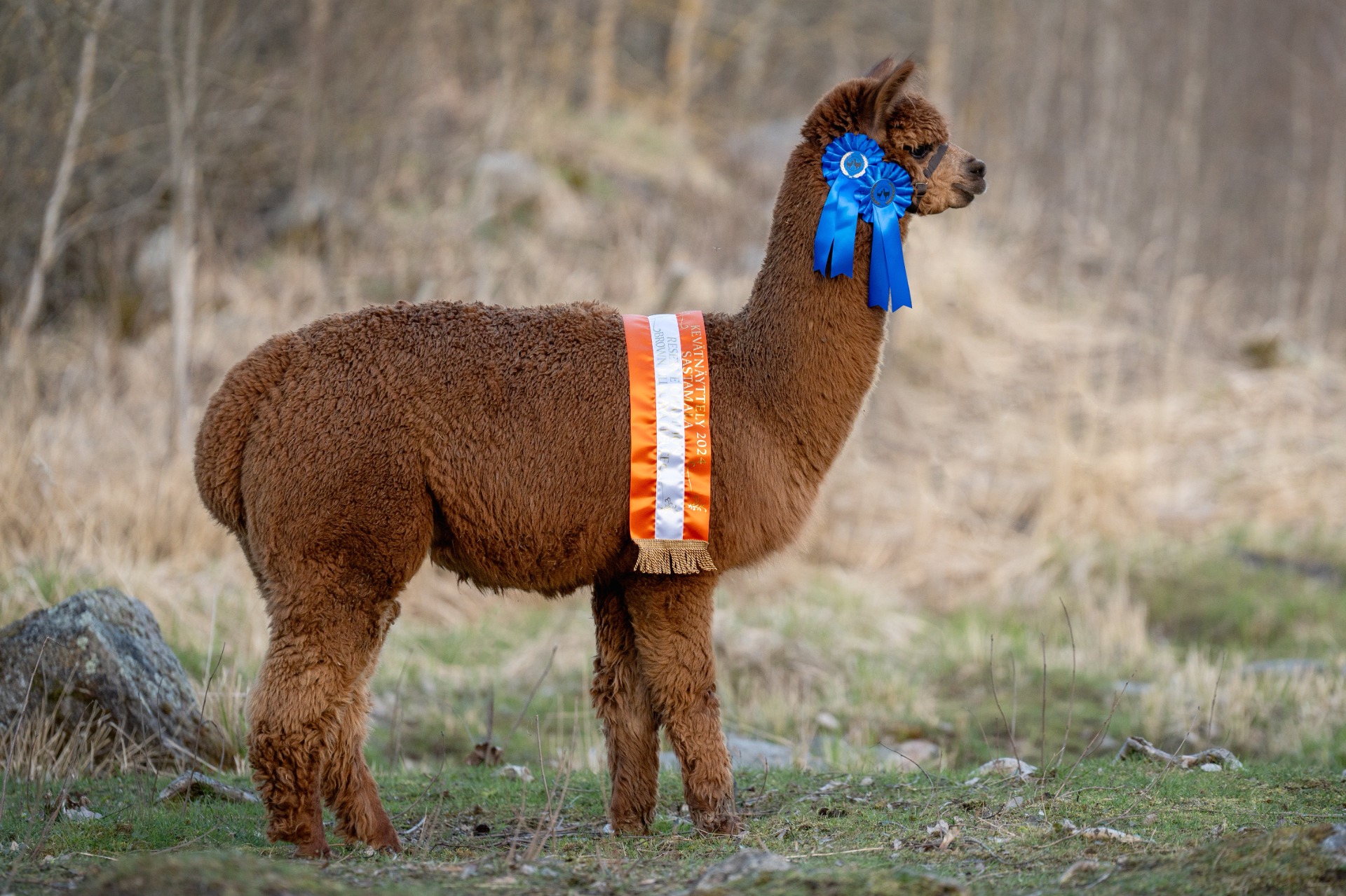 Wuthering Heights Tykhe 2.5.2024. Tykhellä on kaksi kertaa ollut näyttelyissä Cosmoksen jälkeen toiseksi paras ruskea villa ikäluokassa ja kerran Reserve Champion. Tykhe itse asui nuorena toisella tilalla hoidossa, eikä siksi päässyt nuorempana riimunäyttelyihin. Kuva: Johanna Sjövall, Pori.