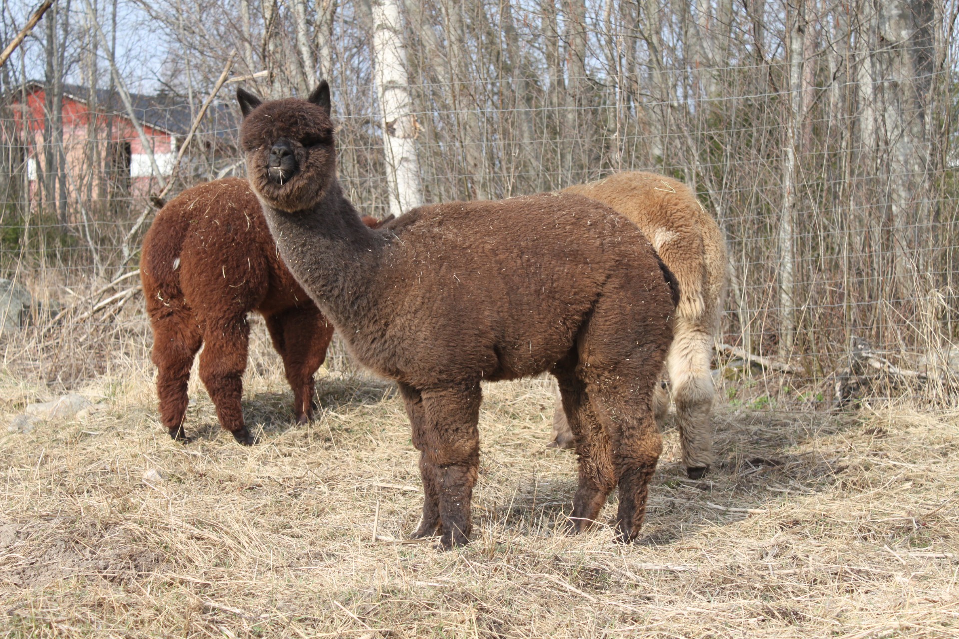 Juanitan toinen jälkeläinen Gaia of Wuthering Heights vuonna 2021. Gaia on saanut yhden 1. sijoituksen emien jälkeläisluokassa. (Katso Gaiasta oma kuvaus.) Kuva: Carita Saarinen