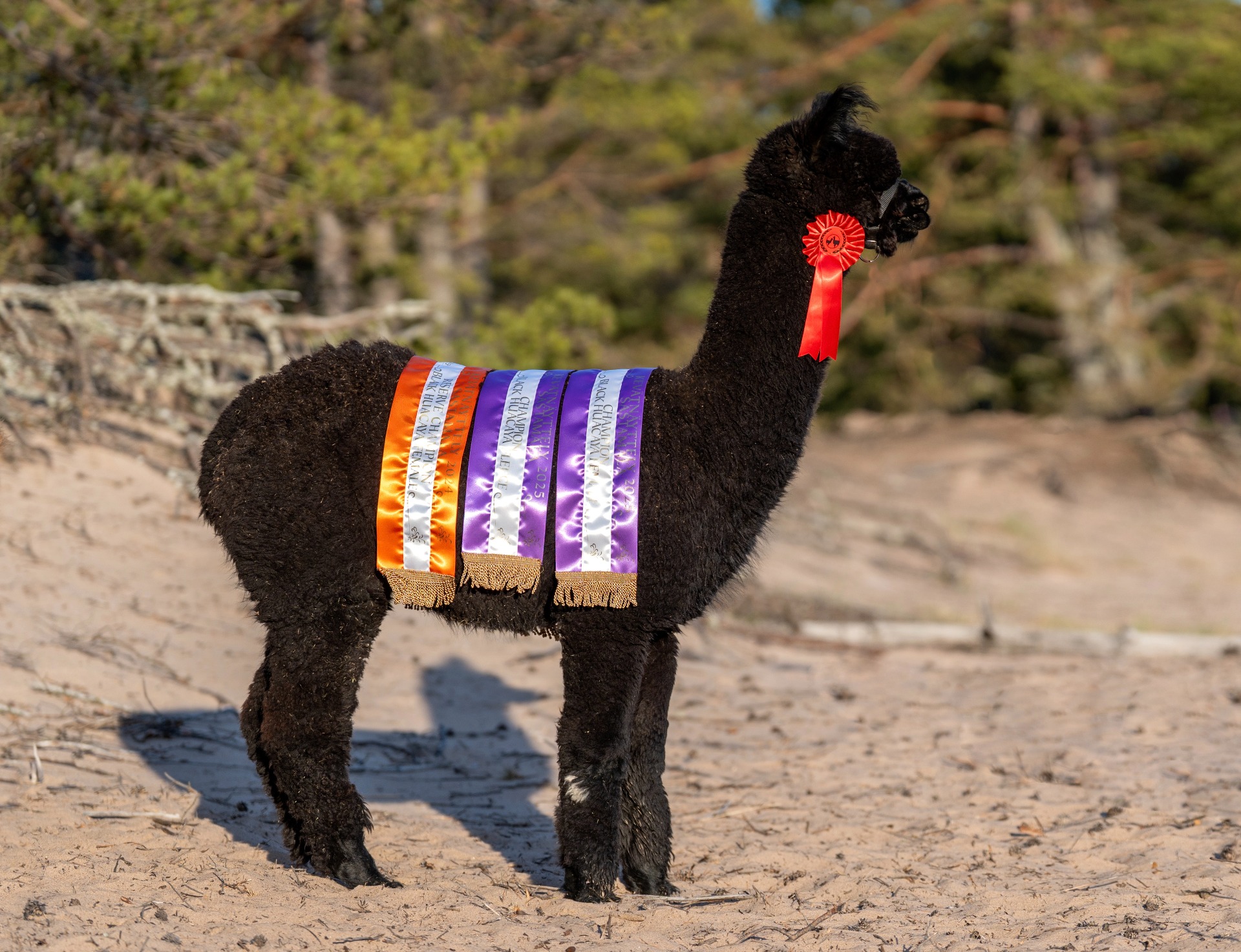 Wuthering Heights Touché Noire palkintonauhoineen Yyterissä 24.4.2025. Touchè on saanut kolme luokkavoittoa, kaksi Championia ja yhden Reserve Championin. Kuva: Johanna Sjövall, Pori