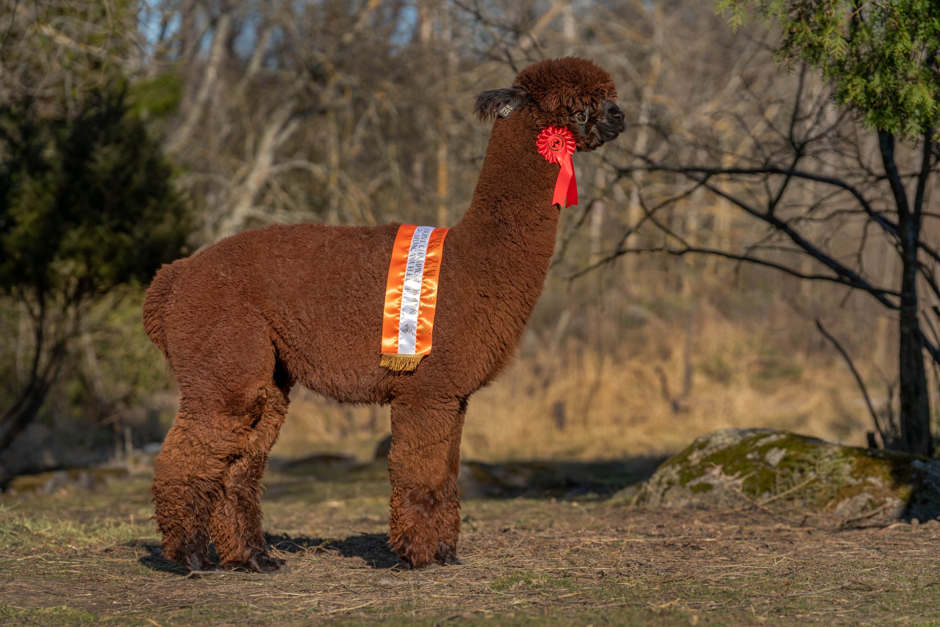 Touchén isä, Englannin tuonti, Inca Othello 3.5.2023. Othello on saanut neljä luokkavoittoa ja kaksi Reserve Championia. (Katso Othellosta oma kuvaus.) Kuva: Johanna Sjövall, Pori