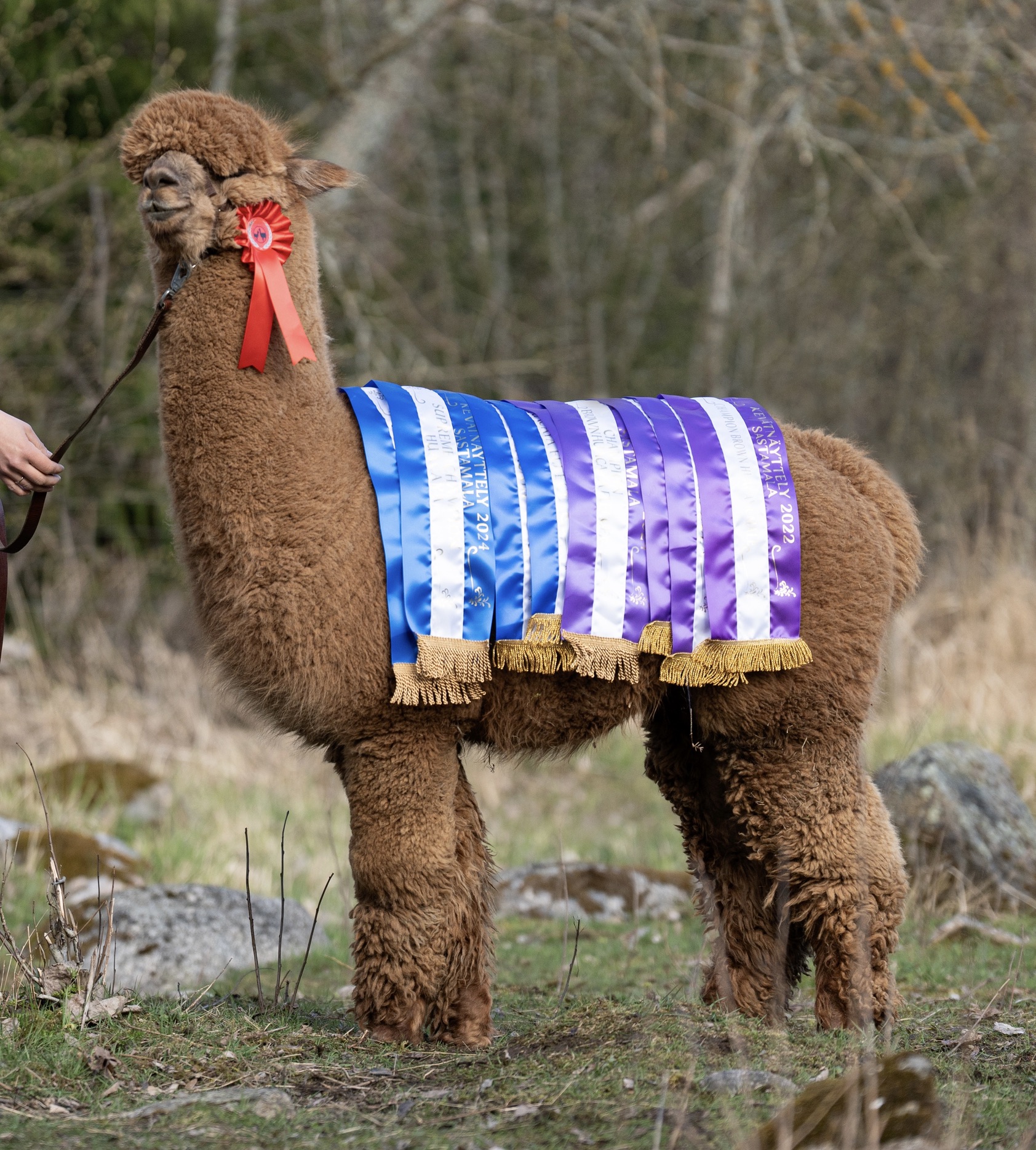 Catherinen isä Wuthering Heights Cosmos vuonna 2024. Cosmos on saanut seitsemän luokkavoittoa, viisi Championia, yhden Reserve Championin, neljä Supreme Championia ja  yhden 1. sijoituksen orien jälkeläisluokassa. (Katso Cosmoksesta oma kuvaus.) Kuva: Johanna Sjövall, Pori