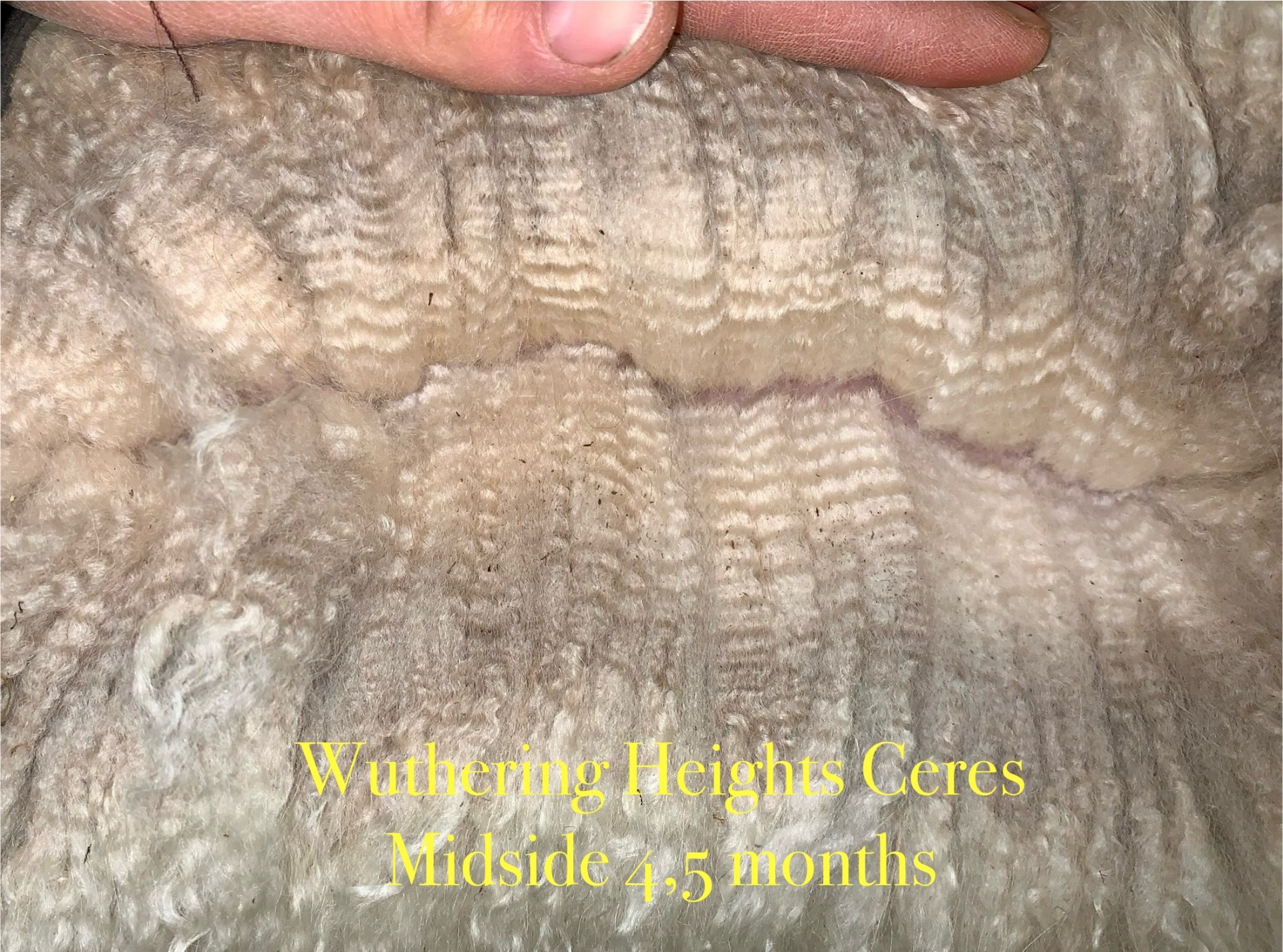 Cereksen villa 4,5 kuukauden ikäisenä. Kuva: Carita Saarinen