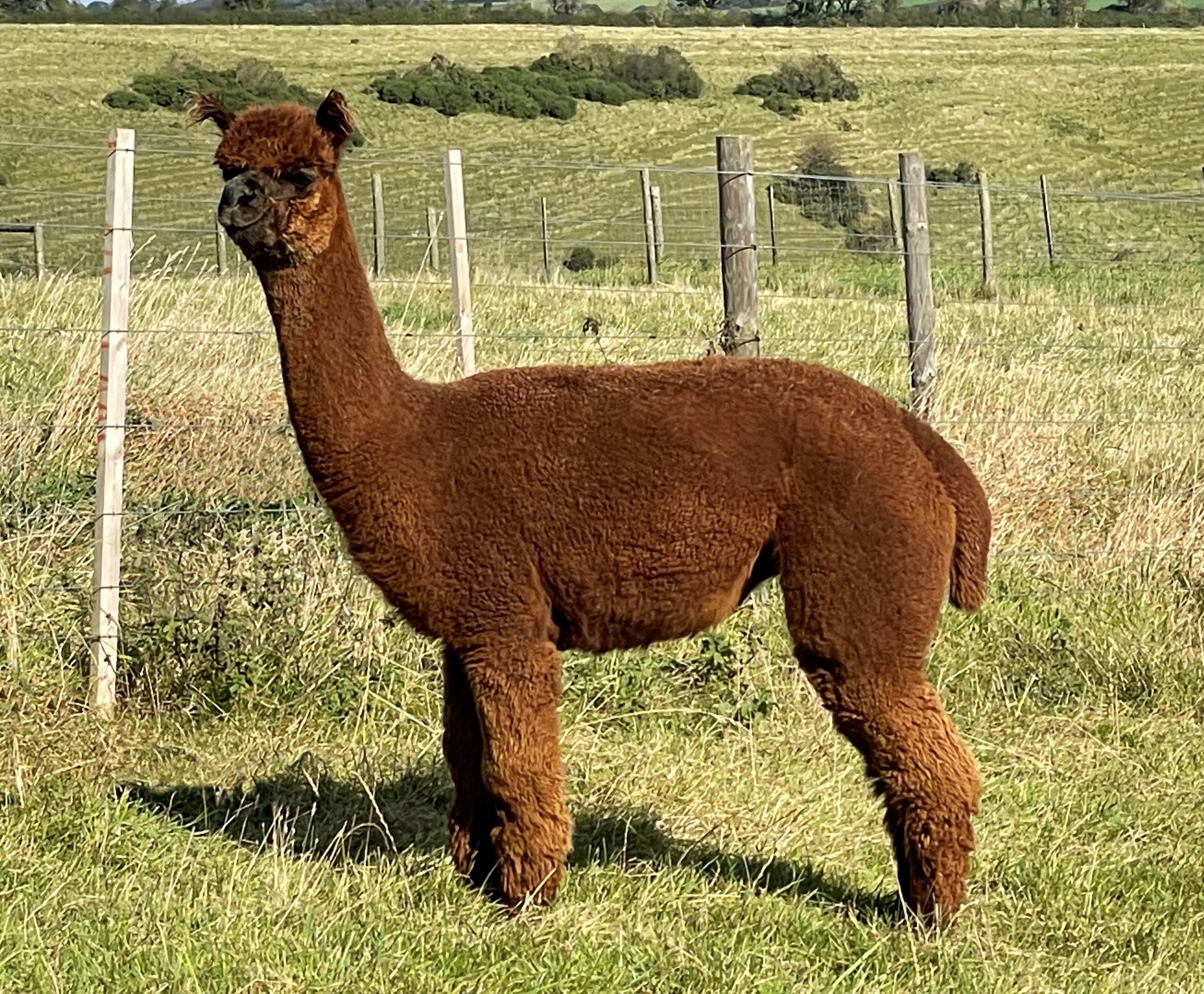 Limestone Aegean Inca Alpaca- tilalla Englannin Dorsetissa lokakuussa 2021. Kuva: Tim Hey / Inca Alpaca.