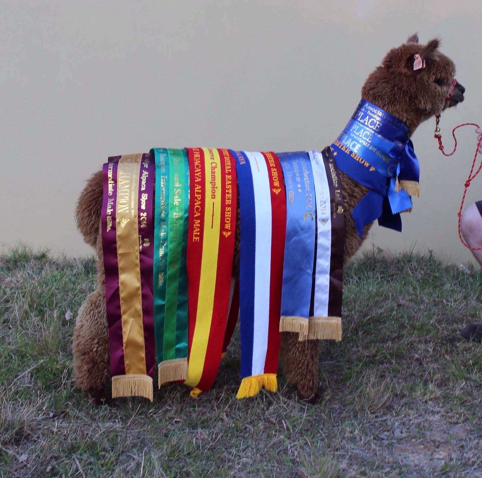 Aegeanin isä Softfoot Koo Wee Rup. Kuva: Inca Alpaca