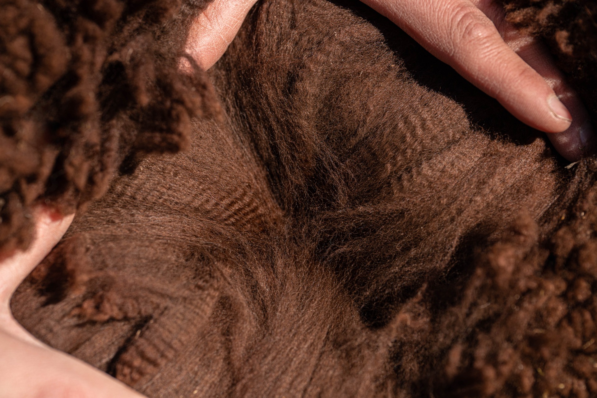 Othellon 3. villa. Kuva: Johanna Sjövall, Pori