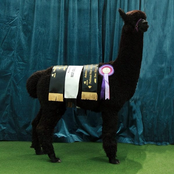 Othellon isä Surtierra Shadow. Kuva Inca Alpacas