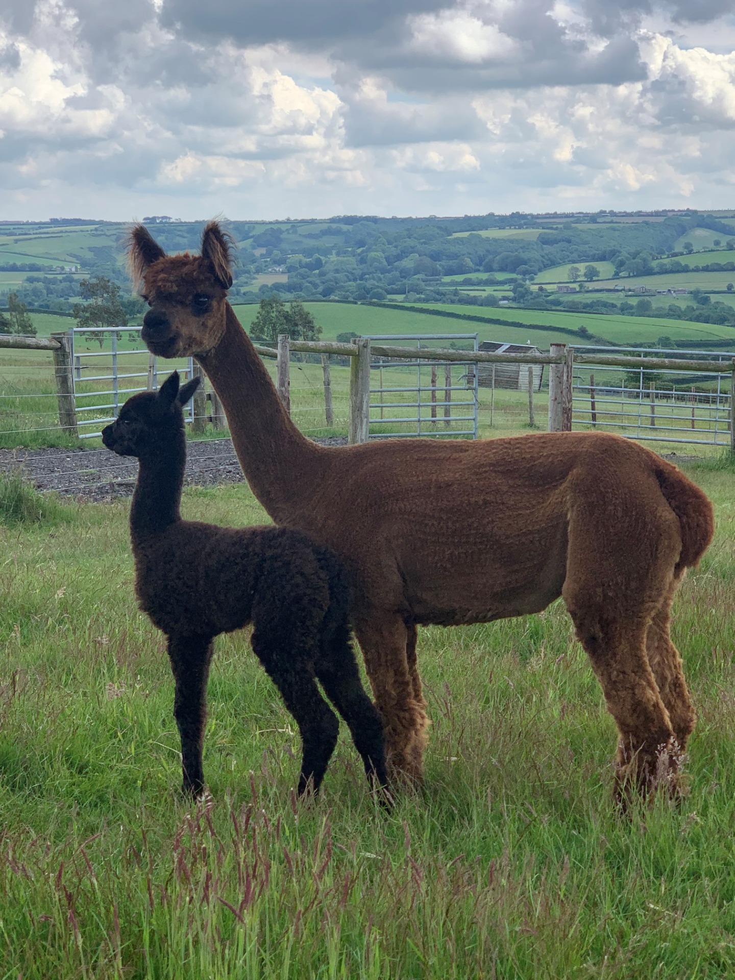 Othellon äiti Inca Idolize vuoden 2021 vasansa kanssa. Kuva: Inca Alpacas.