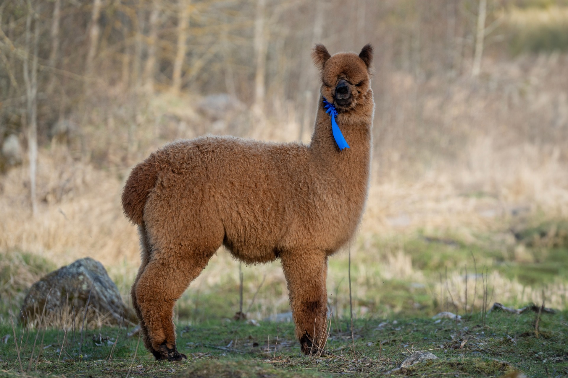 Othellon jälkeläinen Wuthering Heights Uranos 2.5.2024. Uranos on saanut 2. sijoituksen brown junior male- luokassa. Uranos asuu nykyisin Pappilan Alpakoilla, Eurajoella. Kuva: Johanna Sjövall, Pori