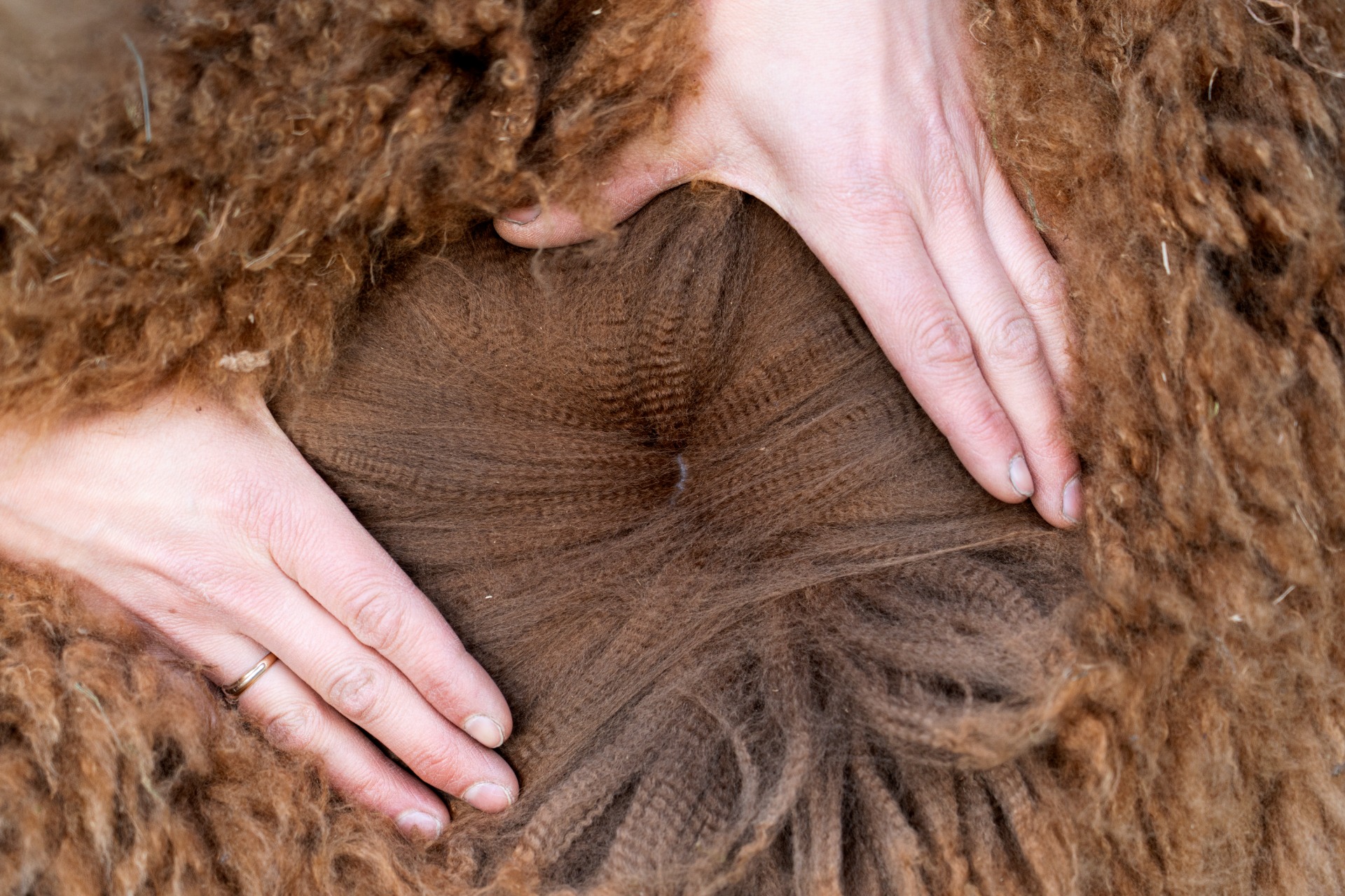 Othellon jälkeläisen Wuthering Heights Uranoksen ensimmäinen villa 2.5.2024. Kuva: Johanna Sjövall, Pori