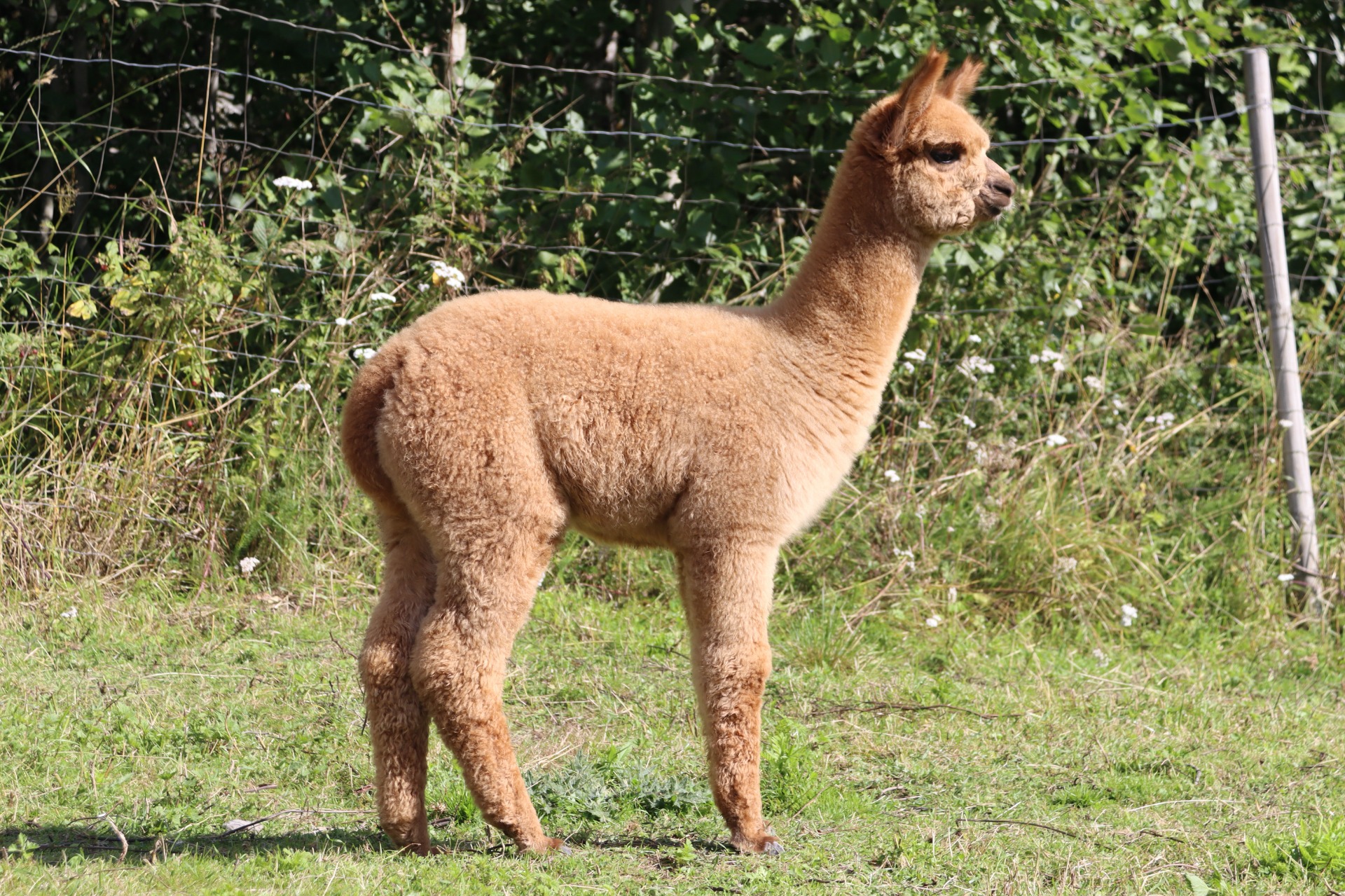 Othellon jälkeläinen, Wuthering Heights Totem 2kk ikäisenä 25.8.2025. Kuva: Carita Saarinen